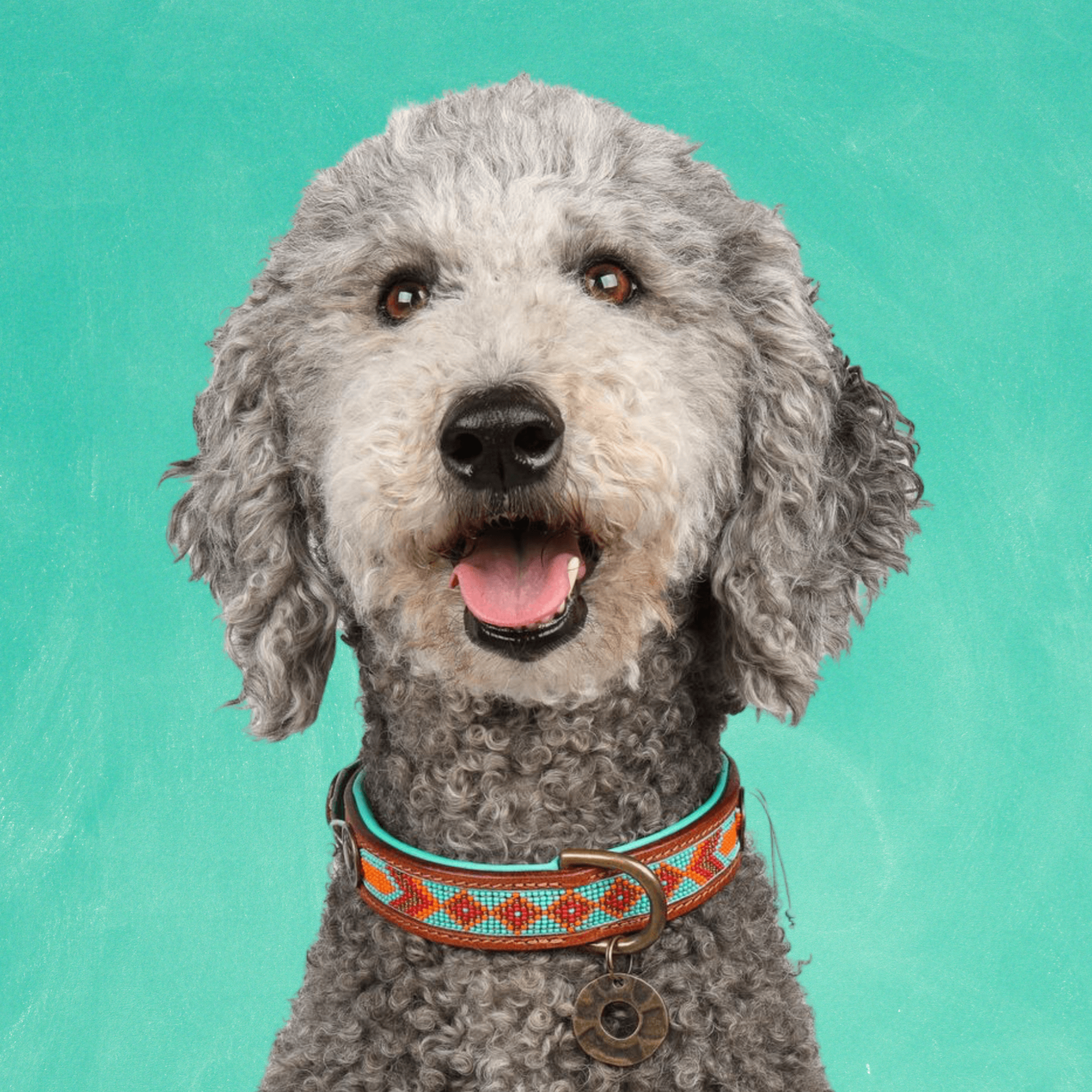 Beads Paddy Lee Hondenhalsband S (Halsomvang 27-33 cm / 2,5 cm)