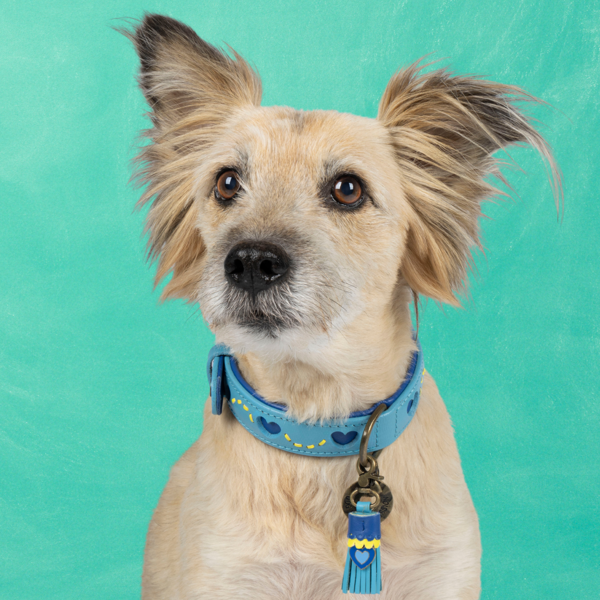 Sky Hondenhalsband M (Halsomvang 32-39 cm / 2,5 cm)