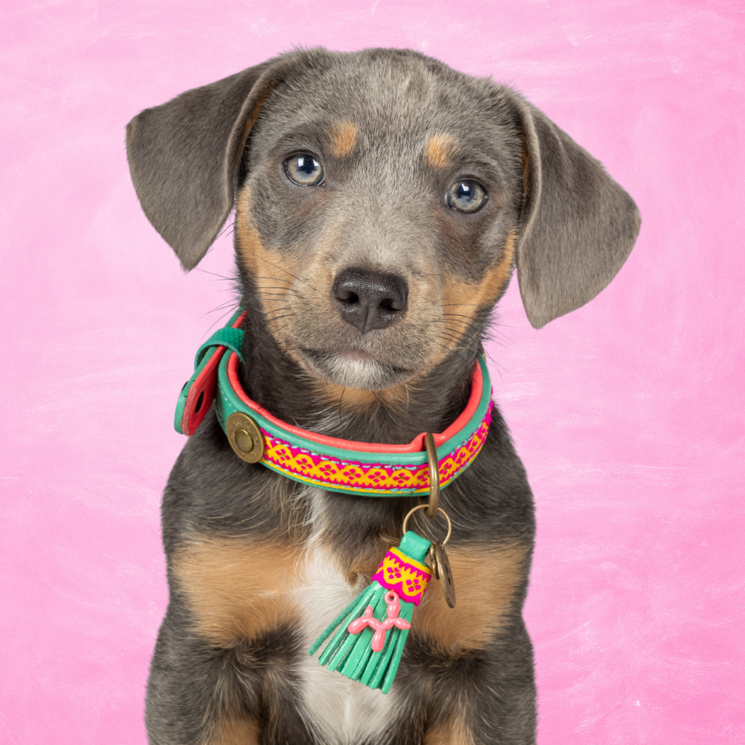 Maui hondenhalsband maat XS van turquoise buffelleer met geweven hot pink ribbon – handgemaakt door Dog with a Mission