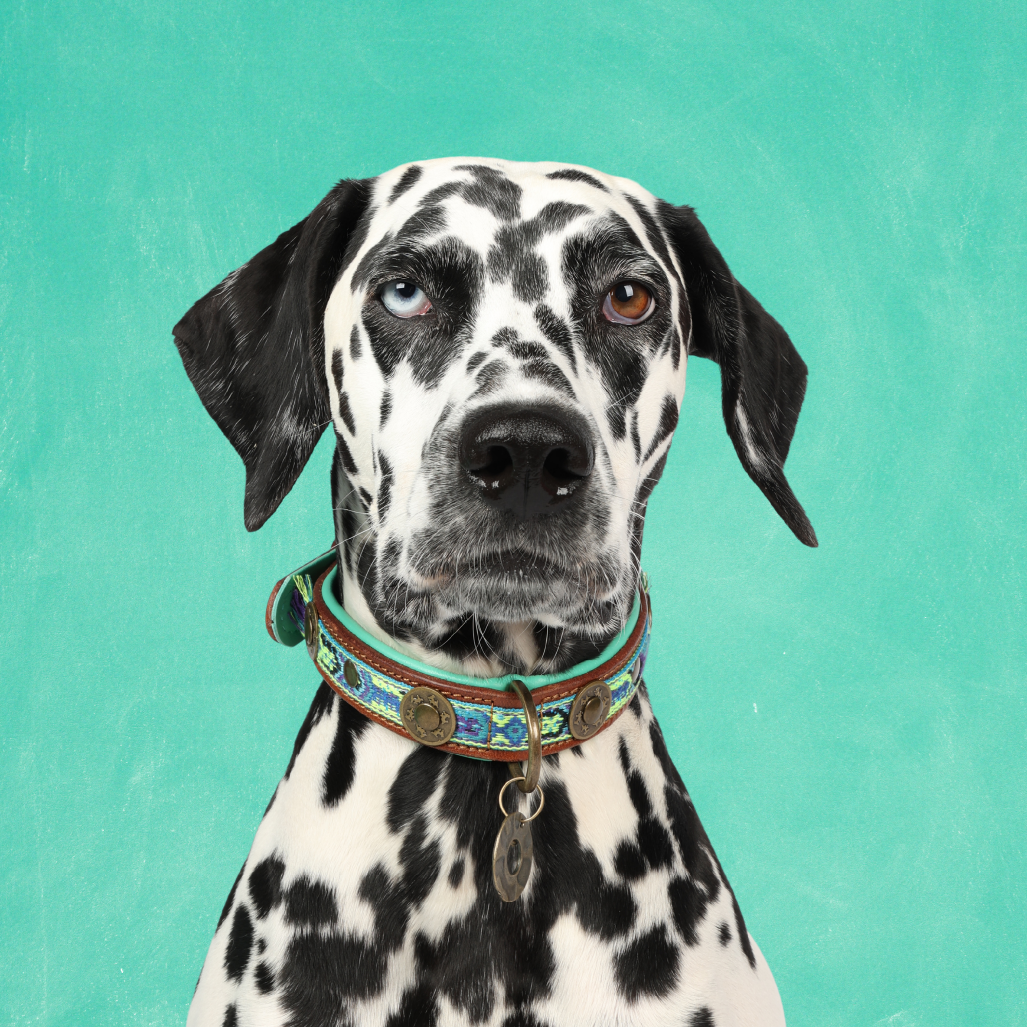 Boho Juan hondenhalsband L 2,5 cm op grote hond met blauw kwastje