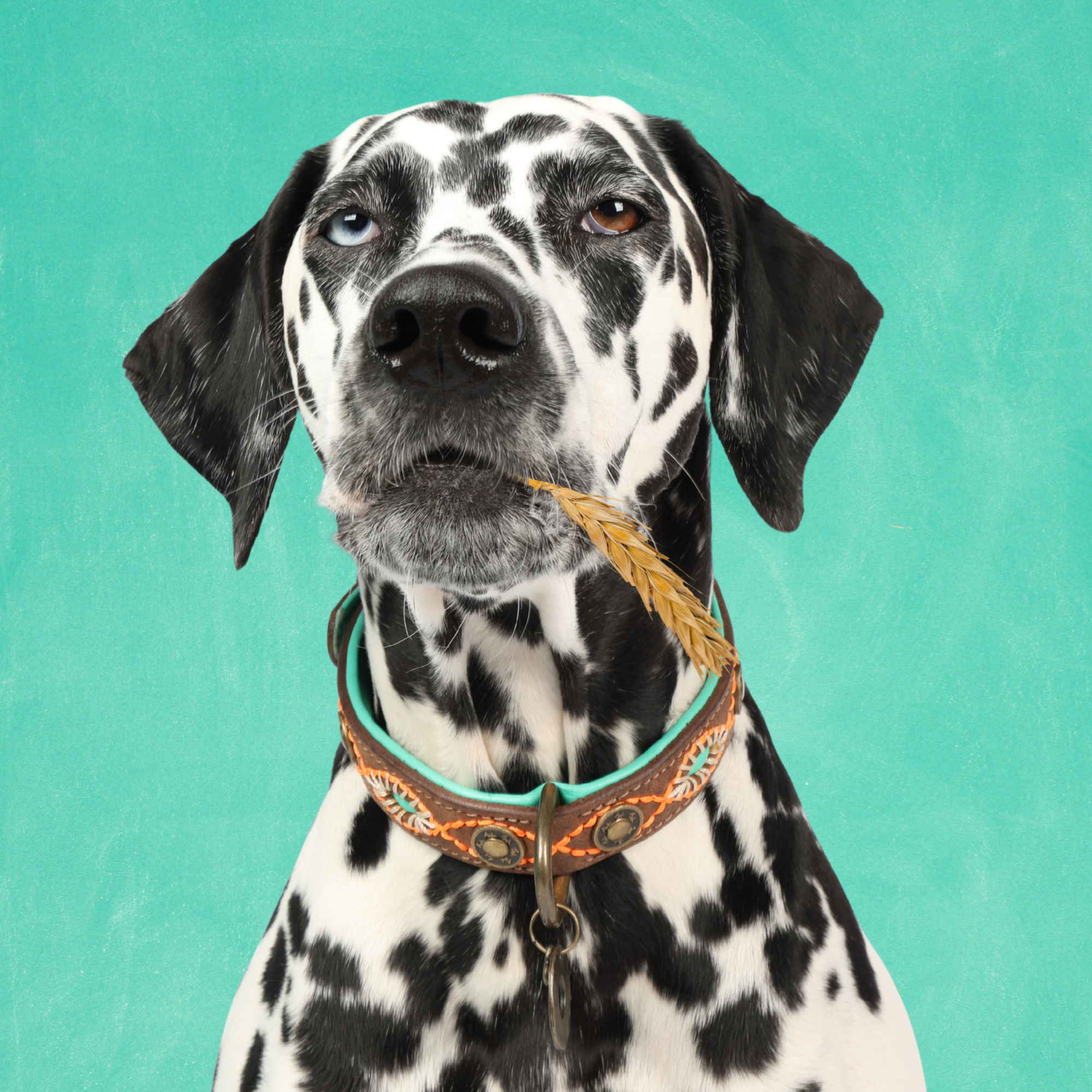 Urban Joplin Hondenhalsband L ( Halsomvang 38-47 cm / 2,5 cm)