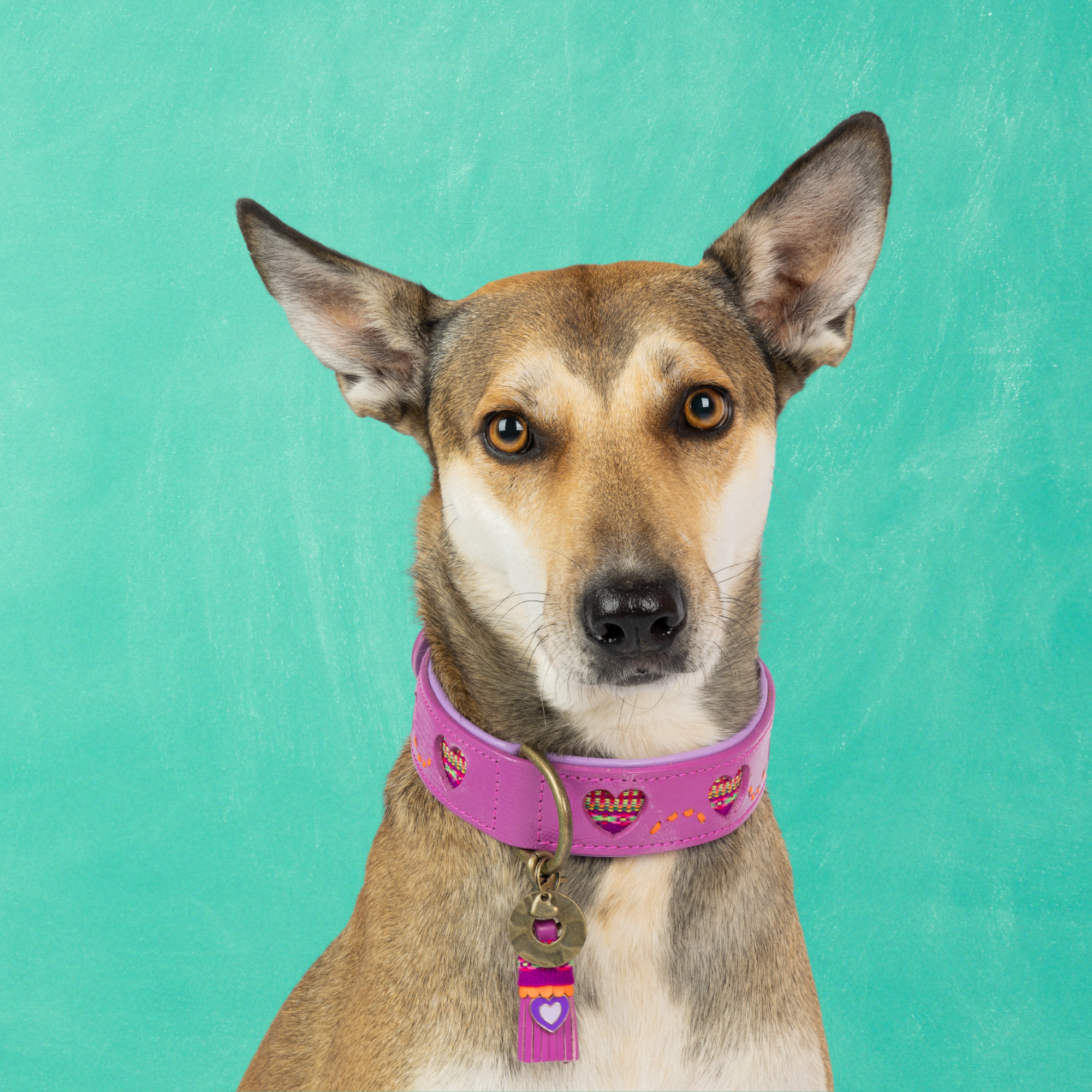 Spice Hondenhalsband L (Halsomvang 38-47 cm / 4 cm)