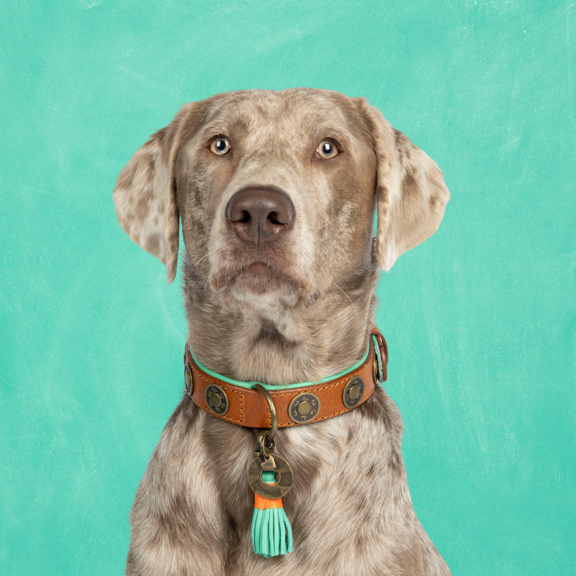 Urban Hondenhalsband M (Halsomvang 32-39 cm / 2,5 cm)