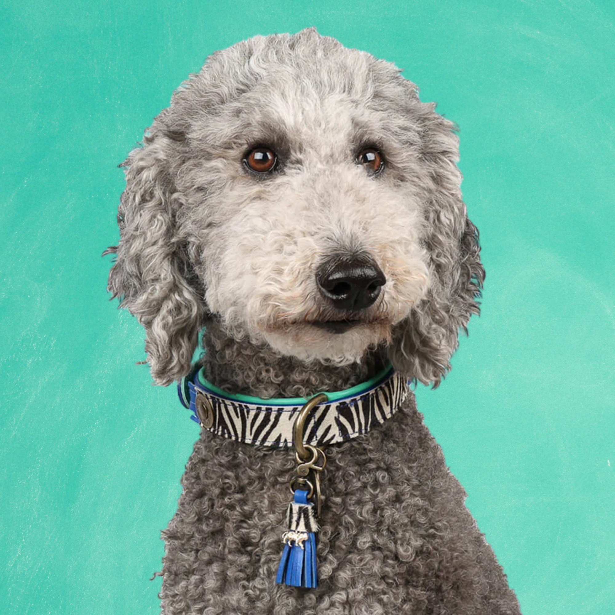 Dandy hondenhalsband M met zebraprint en turquoise accenten - premium leer voor middelgrote honden