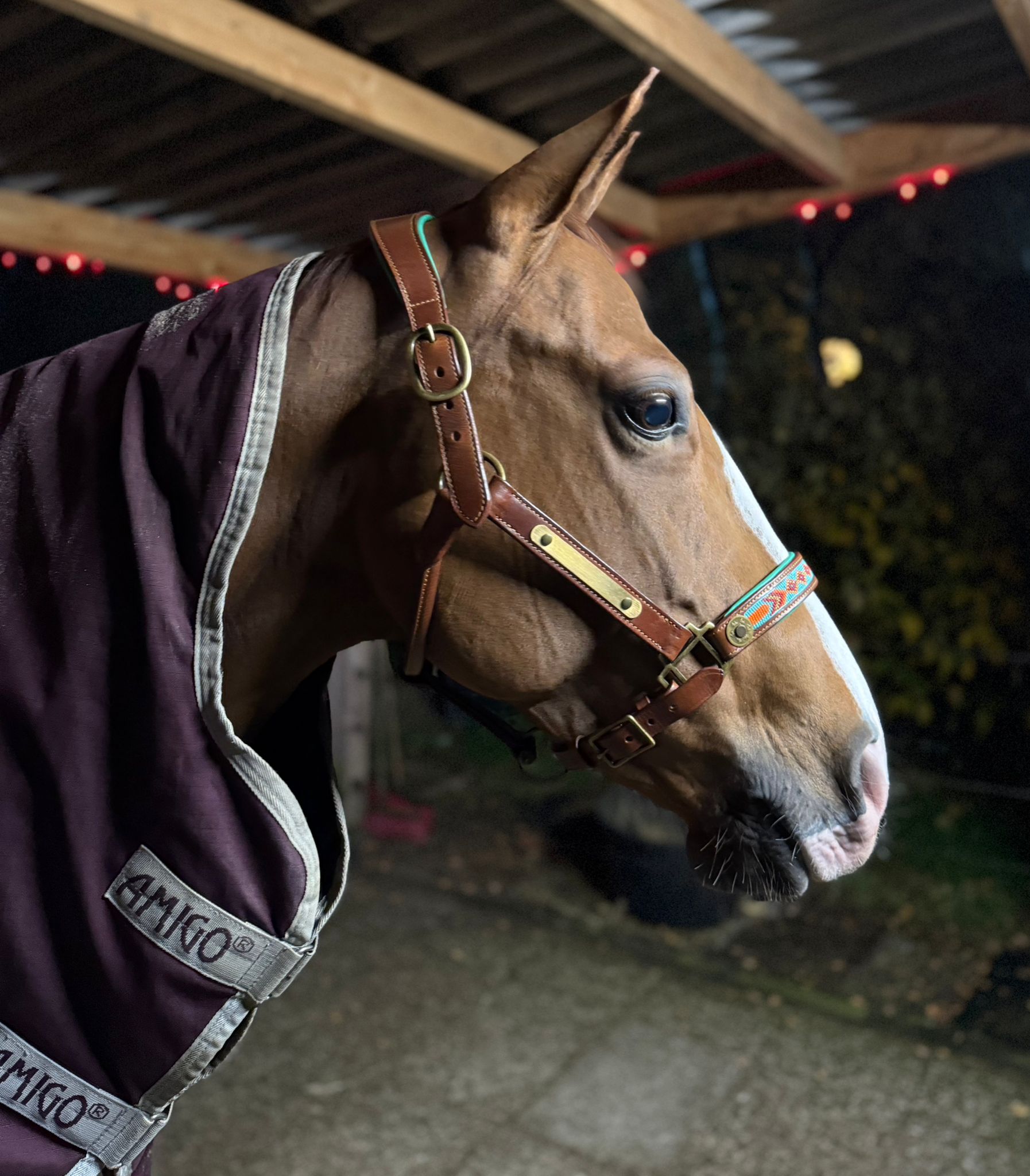 Close-up of dark horse head wearing Paddy Lee buffalo leather halter with turquoise and red woven noseband and antique brass hardware by Dog with a Mission, stable setting