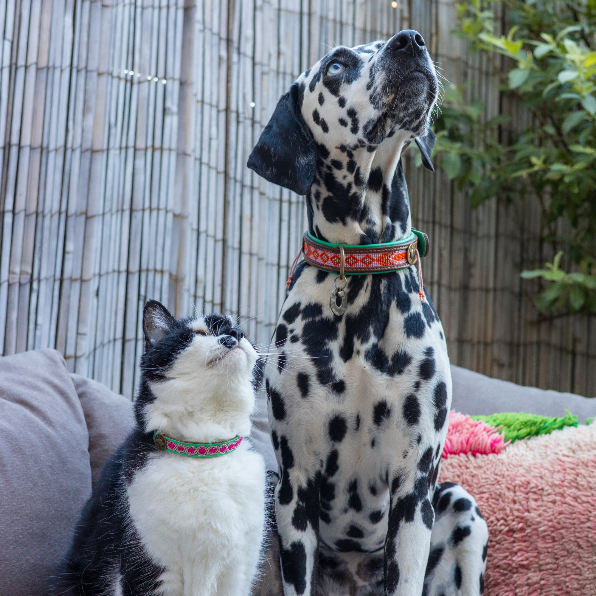Coco Katzenhalsband