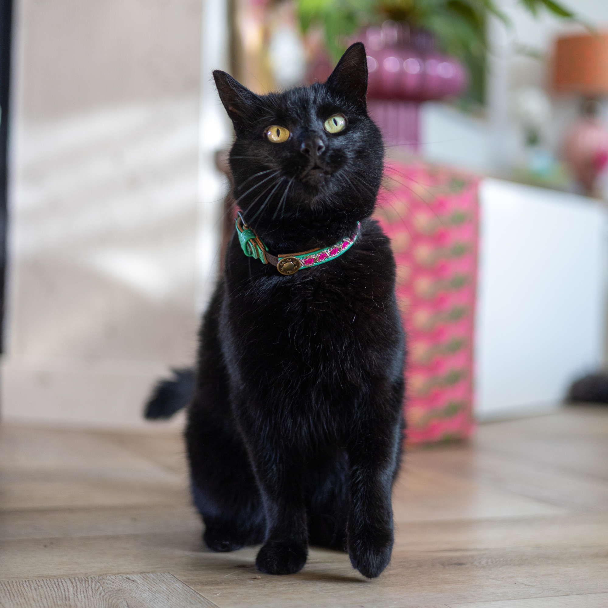 Coco Katzenhalsband