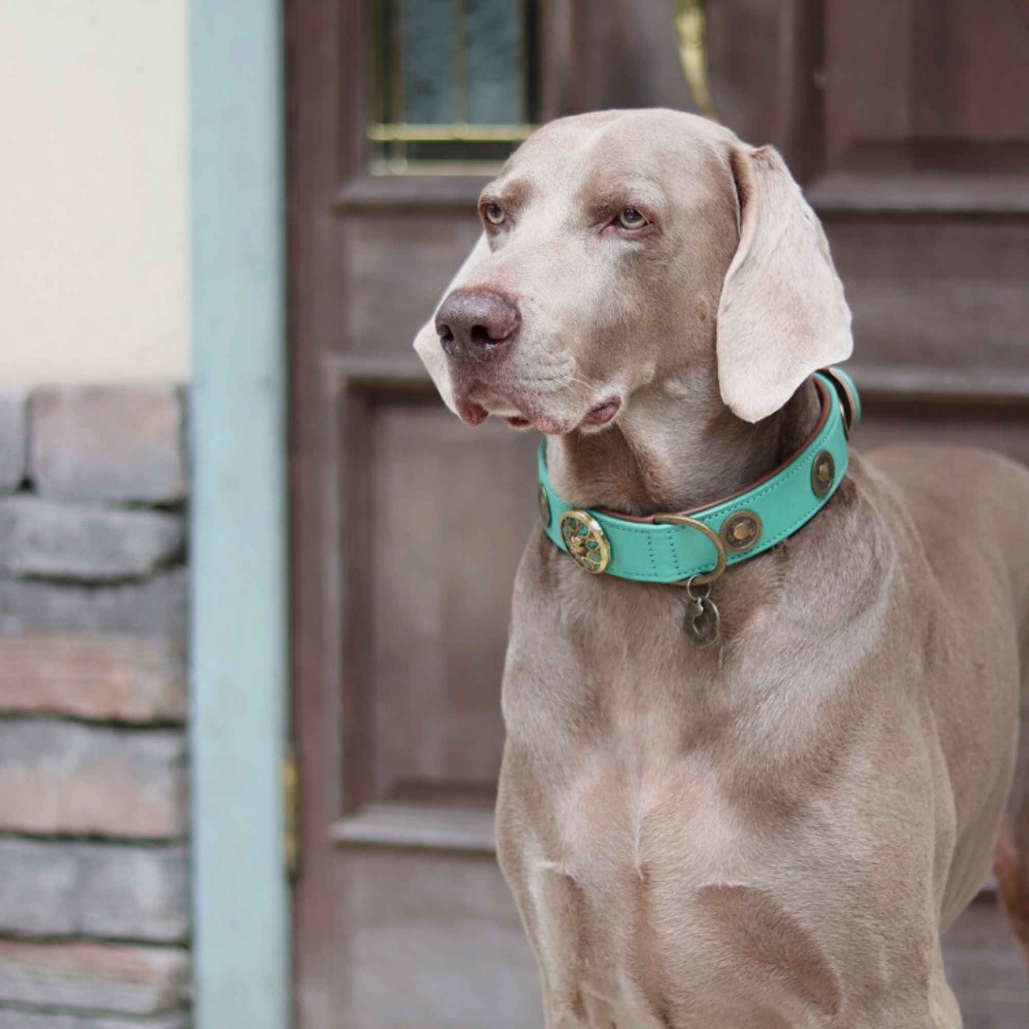 Urban Rebel Hondenhalsband XXL (Halsomvang 58-65 cm / 4 cm)