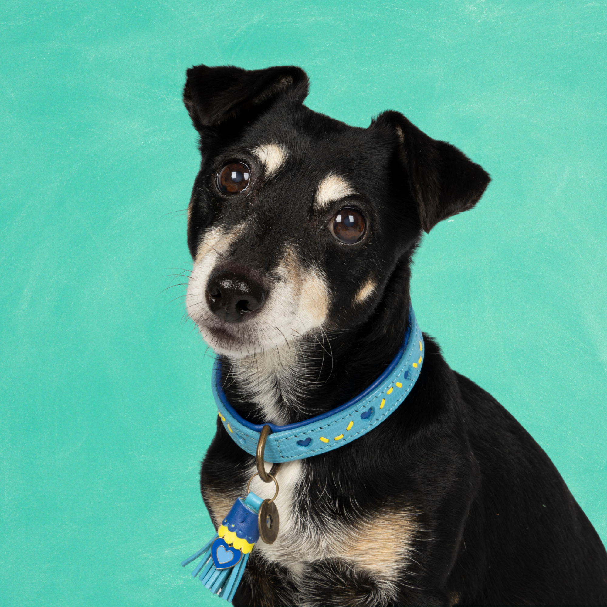 Sky Hondenhalsband S (Halsomvang 27-33 cm / 2 cm)