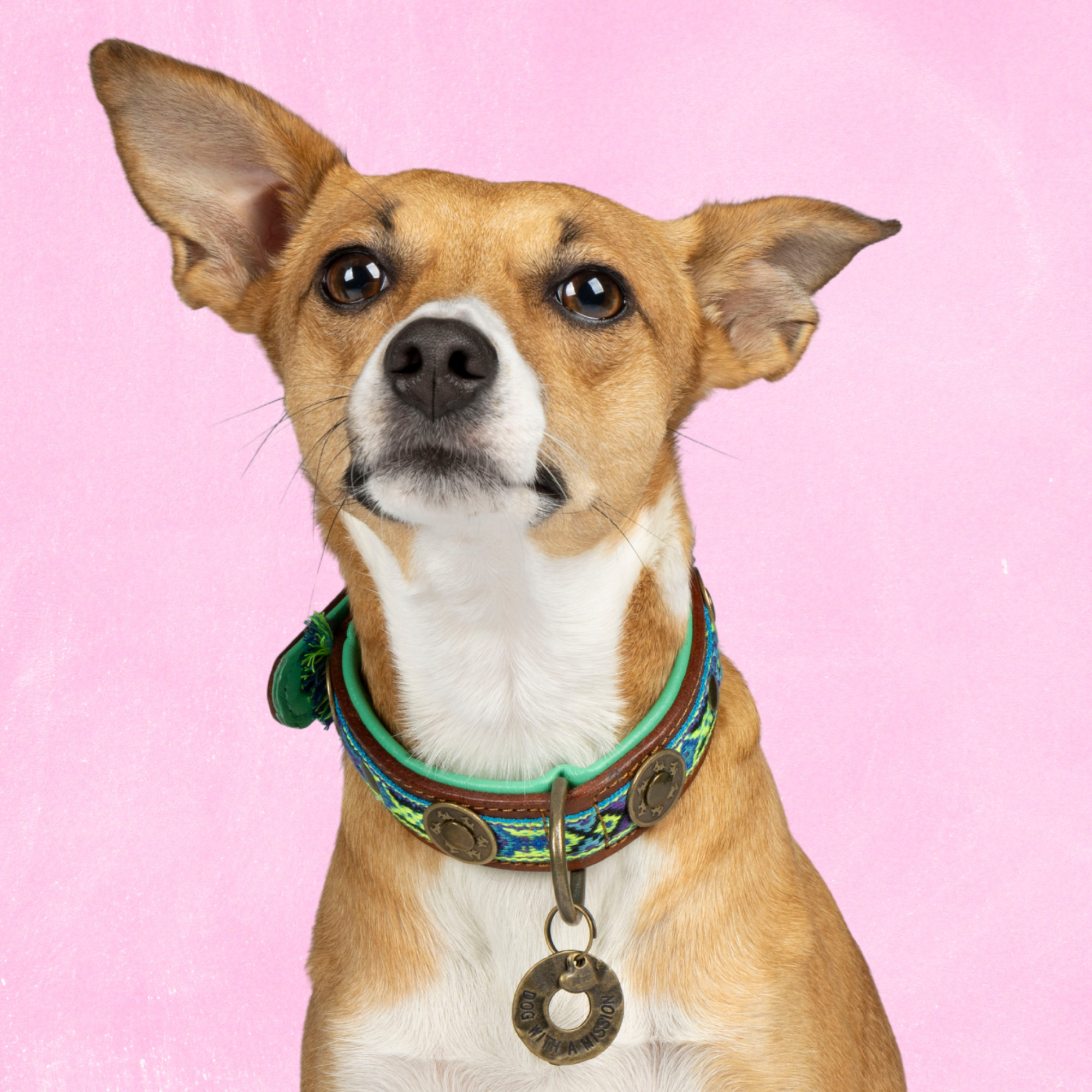 Boho Juan hondenhalsband S op kleine hond met blauw kwastje