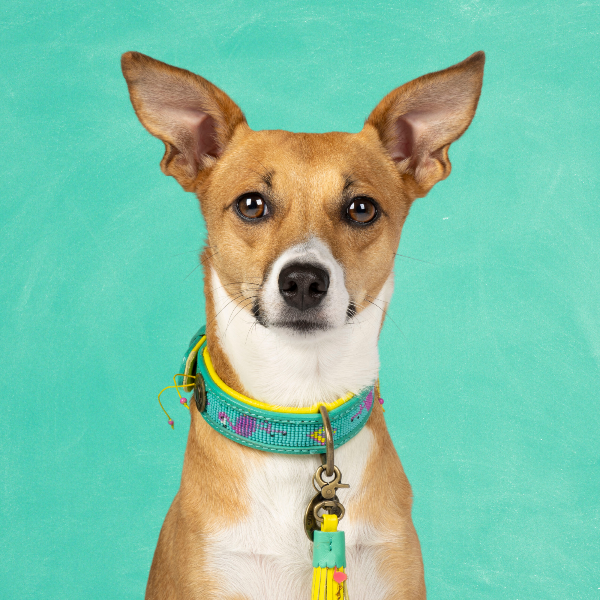 Chogogo Hondenhalsband S (Halsomvang 27-33 cm / 2 cm)