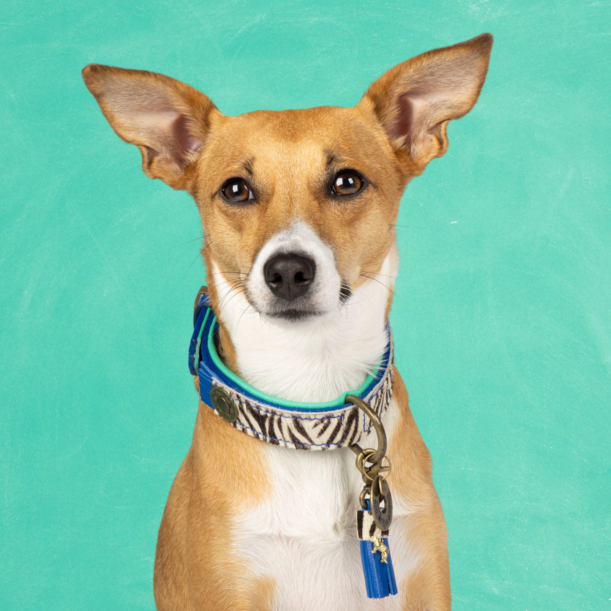 Dandy Hondenhalsband S (Halsomvang 27-33 cm / 2,5 cm)