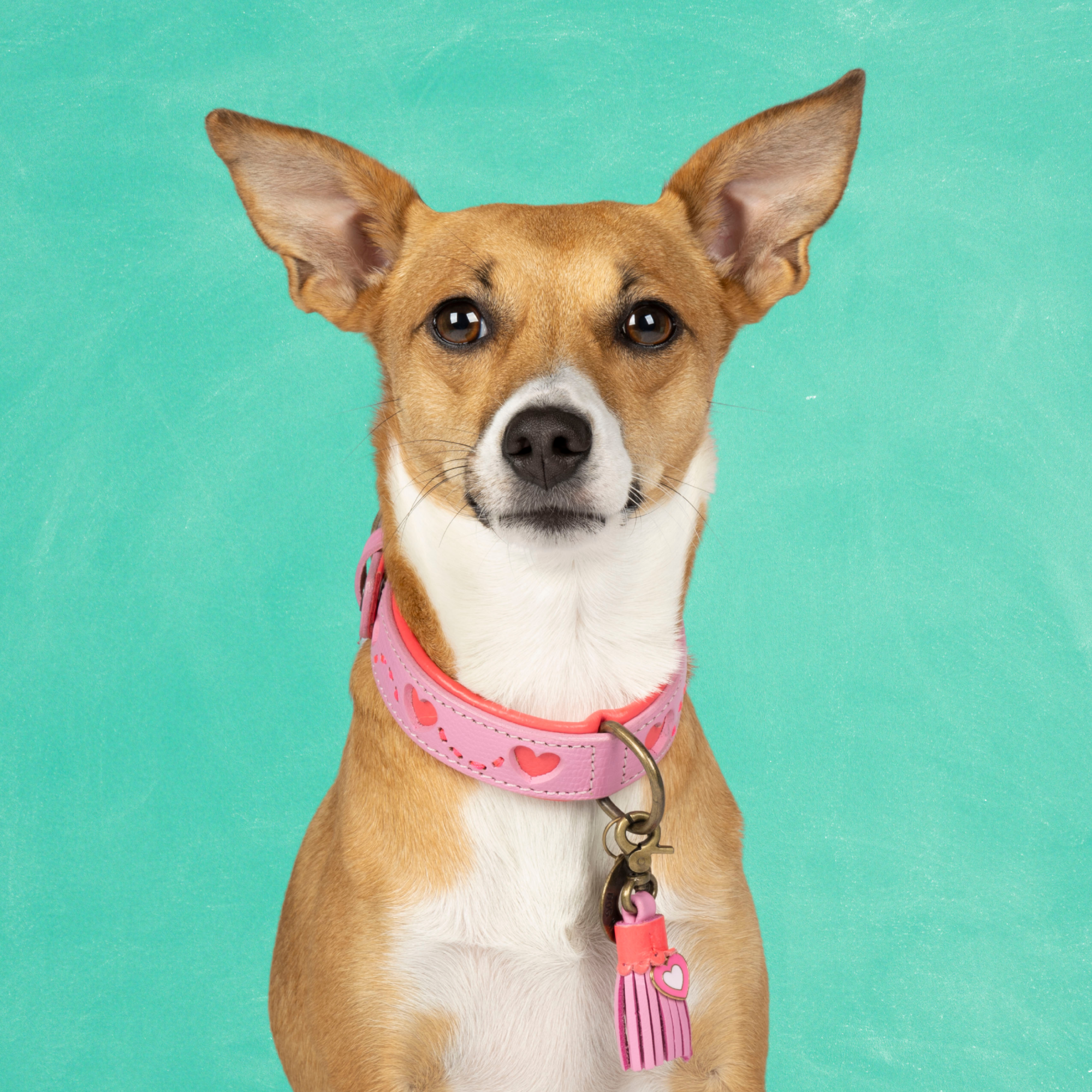 Sweety Hondenhalsband S (Halsomvang 27-33 cm / 2,5 cm)