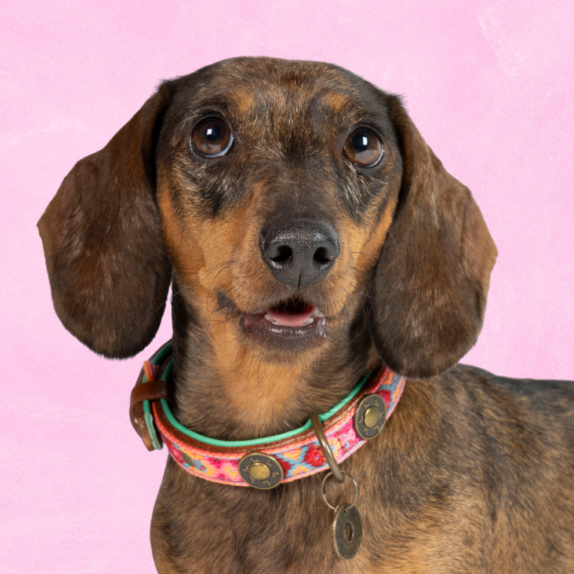 Boho Rosa roze leren hondenhalsband S op teckel met kwastje