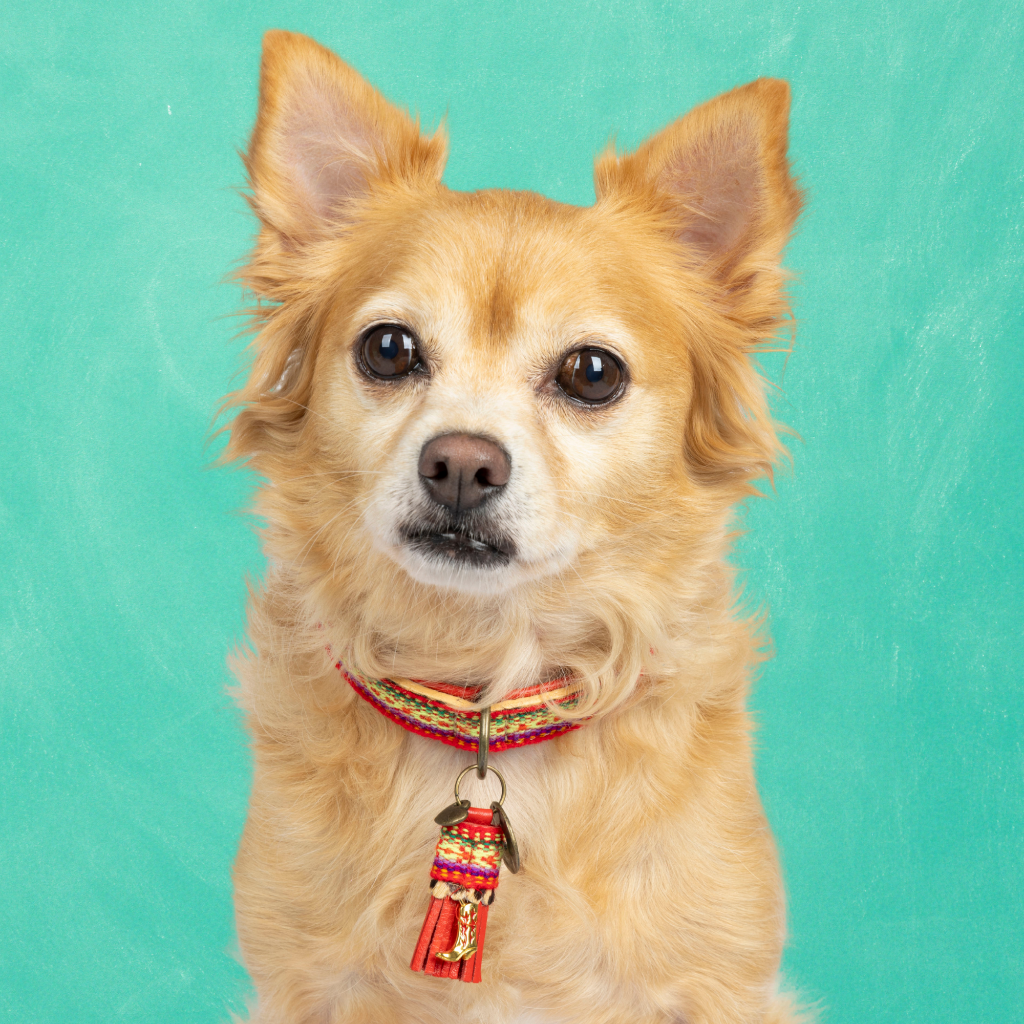 Rode leren hondenhalsband Gypsy S - Dog with a Mission bohemian panterprint kleine honden