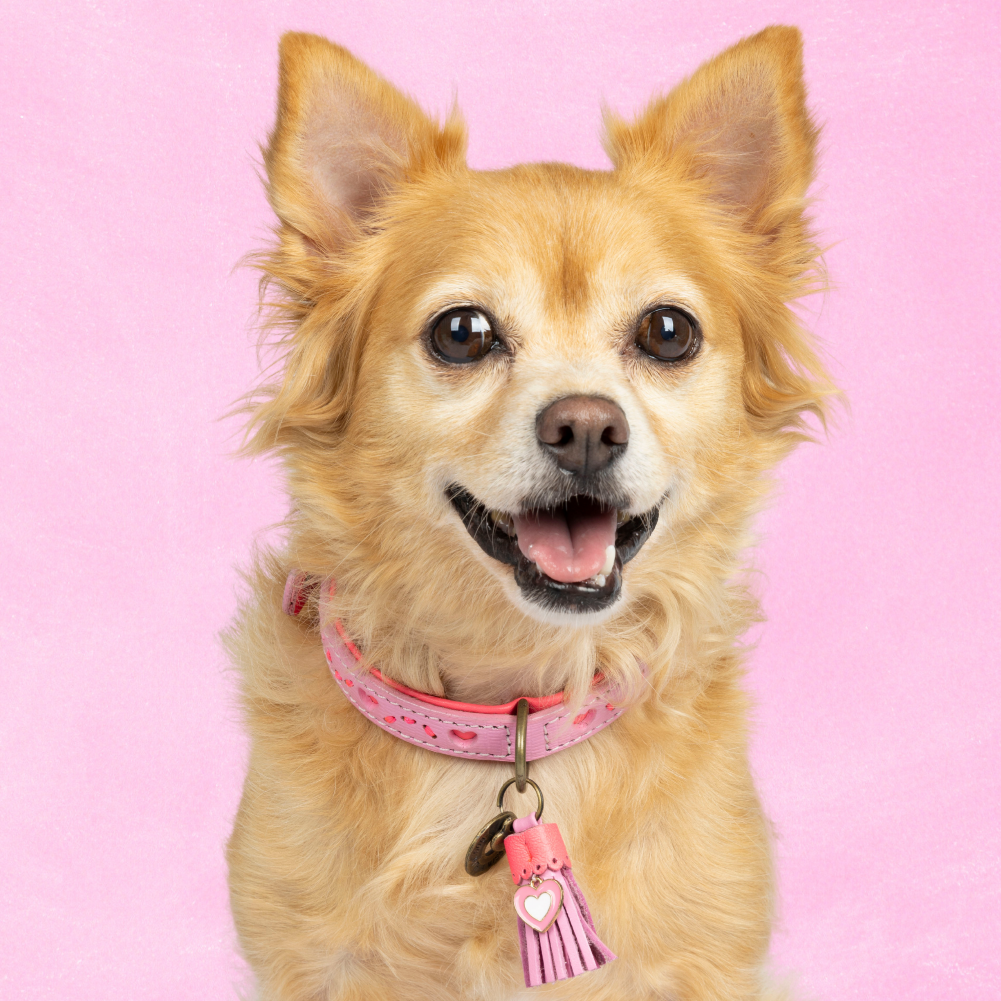 Sweety Hondenhalsband S (Halsomvang 27-33 cm / 2 cm)