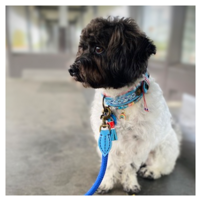 Dutchie Hundehalsband S (Halsumfang 27-33 cm / 2,5 cm)