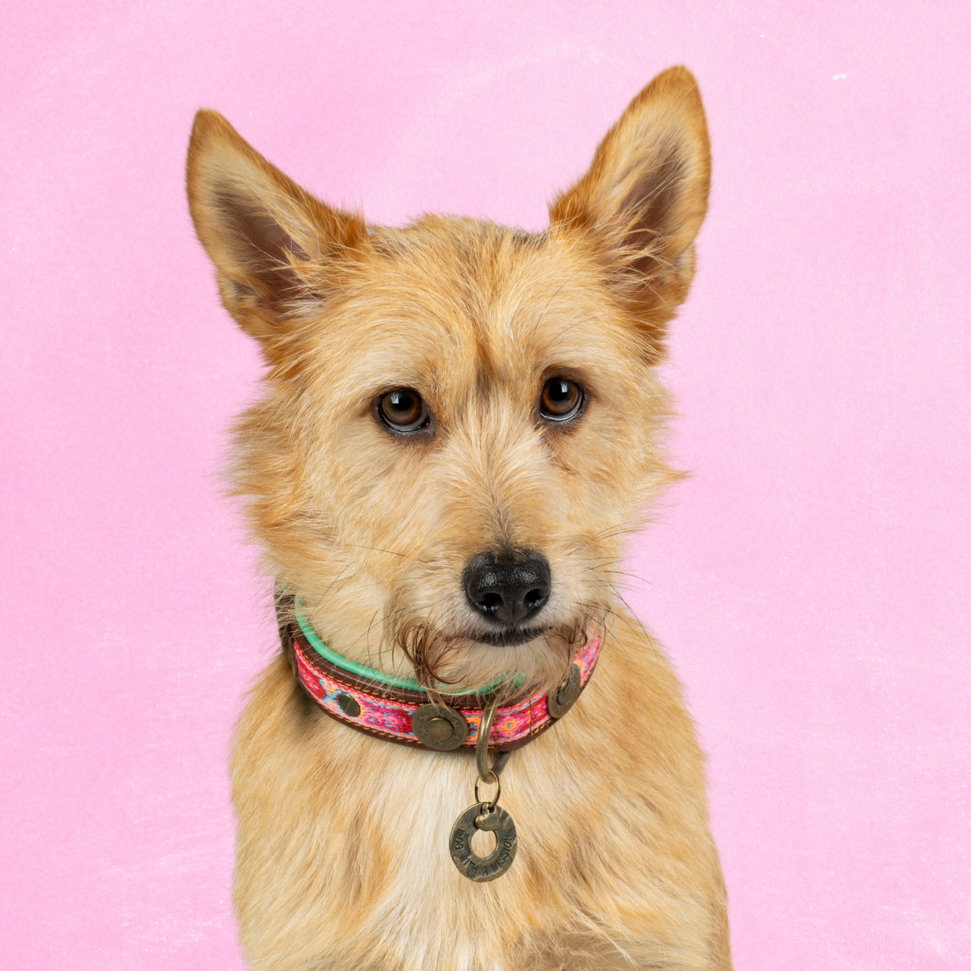 Boho Rosa hondenhalsband S 2,5 cm op kleine hond met roze accent