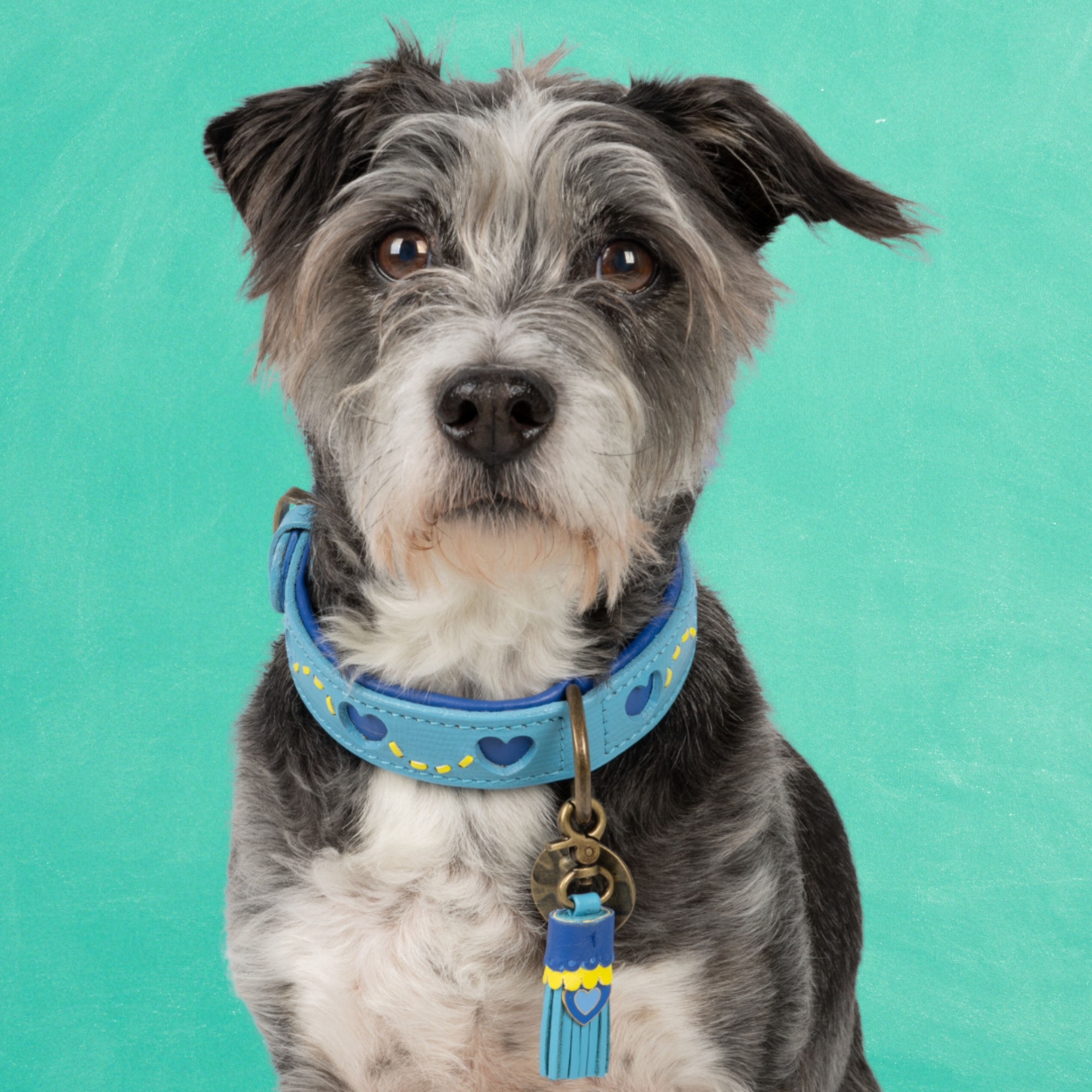 Sky Hondenhalsband S (Halsomvang 27-33 cm / 2,5 cm)