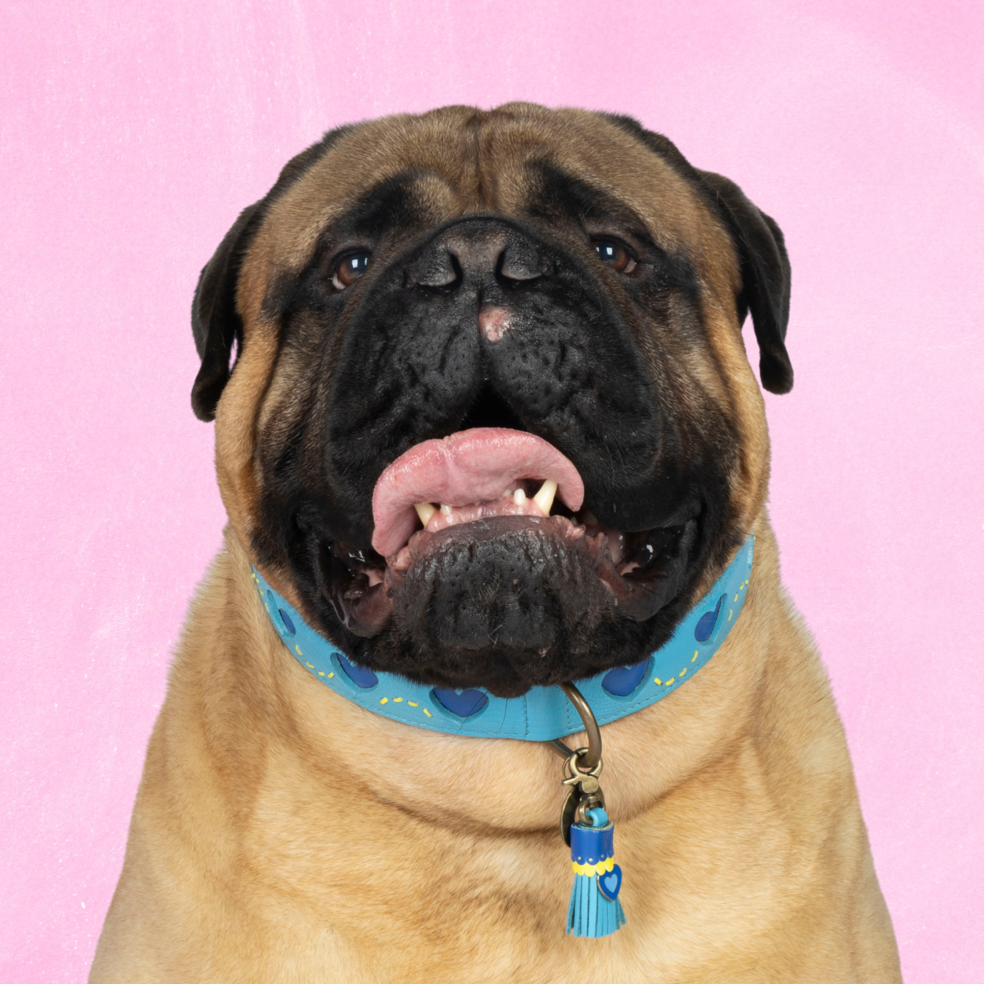 Sky Hondenhalsband XXL (Halsomvang 55-65 cm / 4 cm)