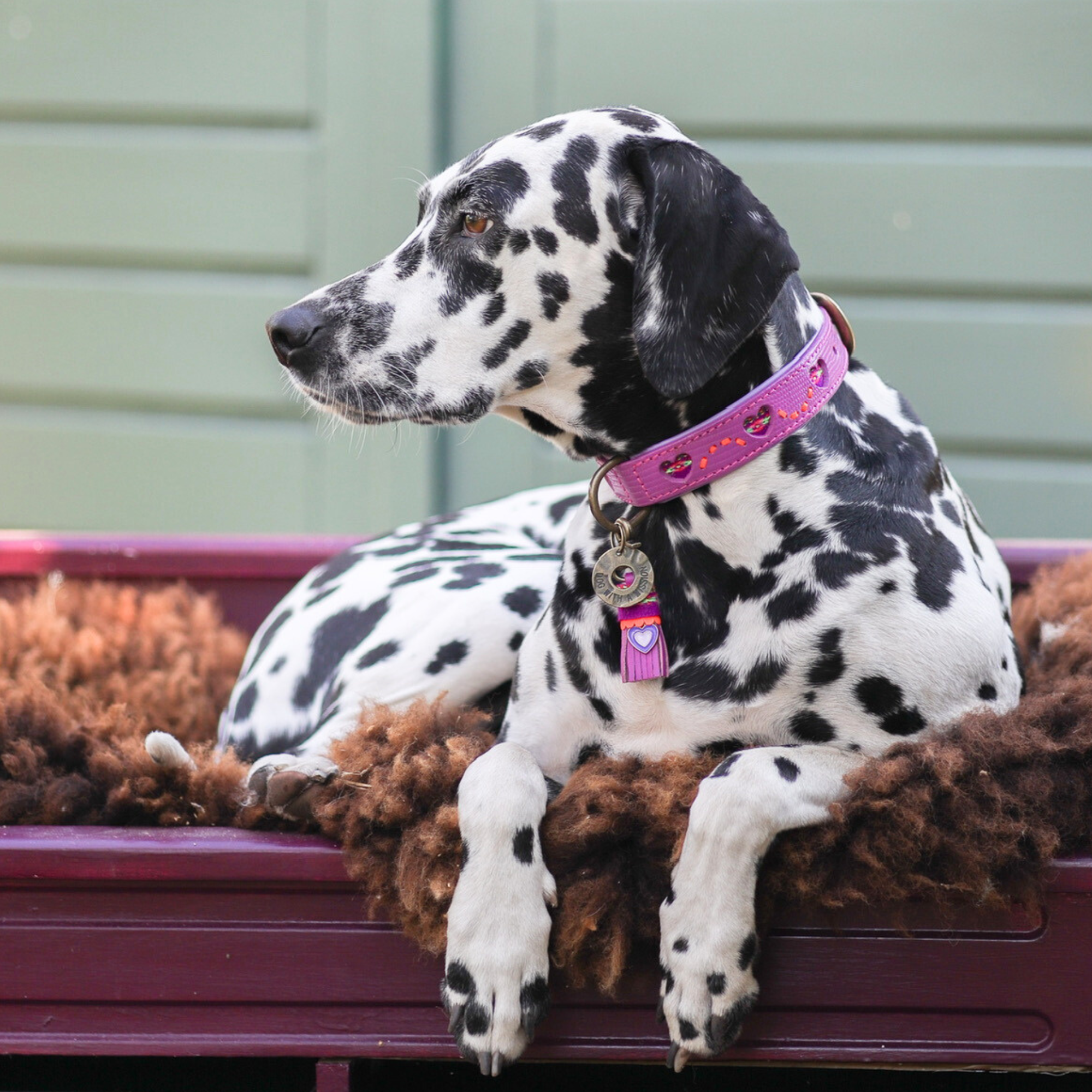 Spice Hundehalsband M (Halsumfang 32-39 cm / 2,5 cm)