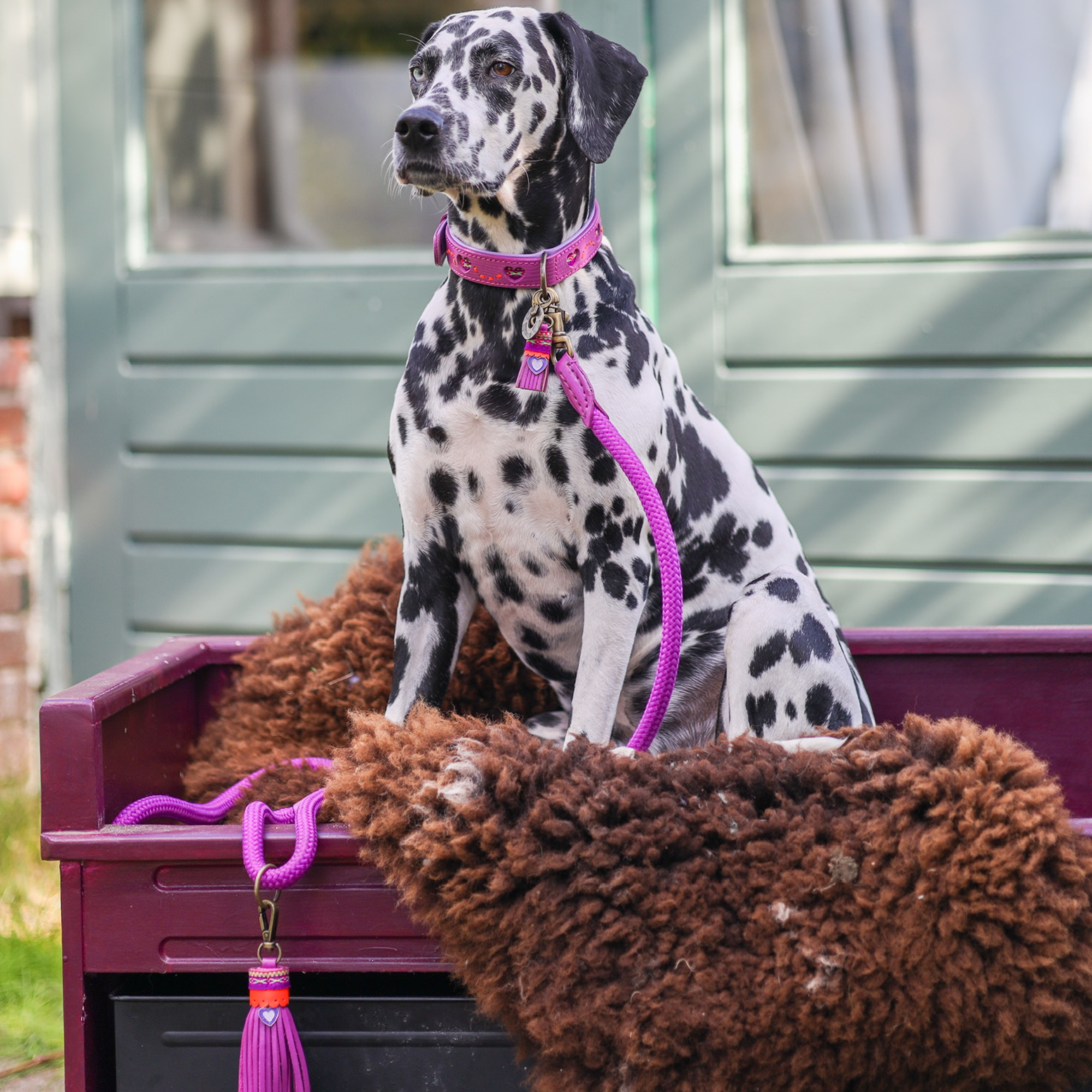 Spice Hundehalsband M (Halsumfang 32-39 cm / 2,5 cm)