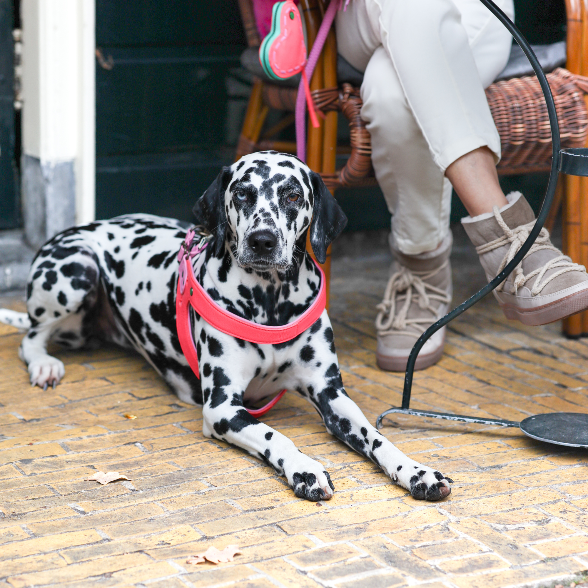 Sweety Hundegeschirr Größe 6 (47-49 cm)