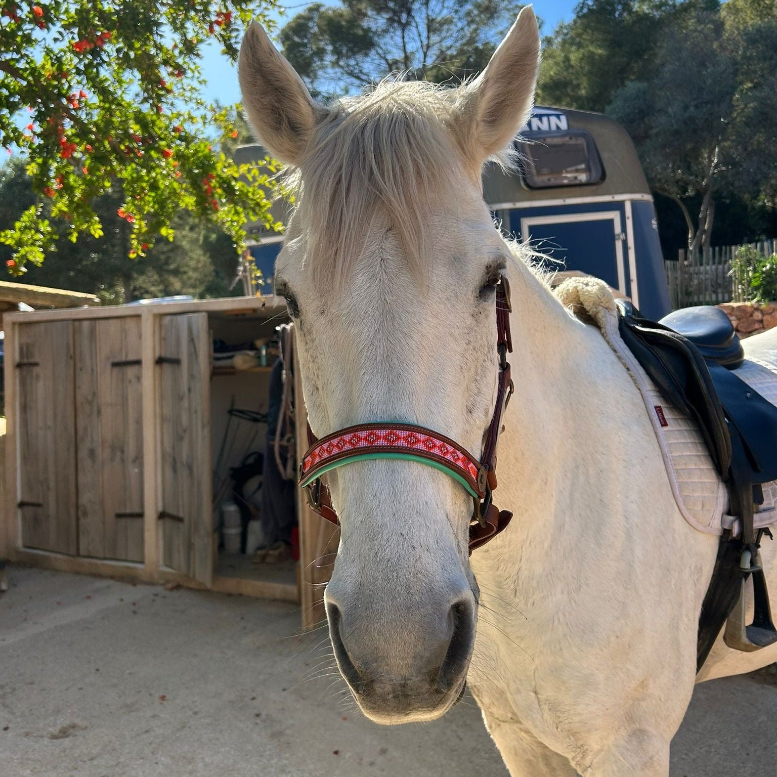 Sweet Mae Paardenhalster - Full