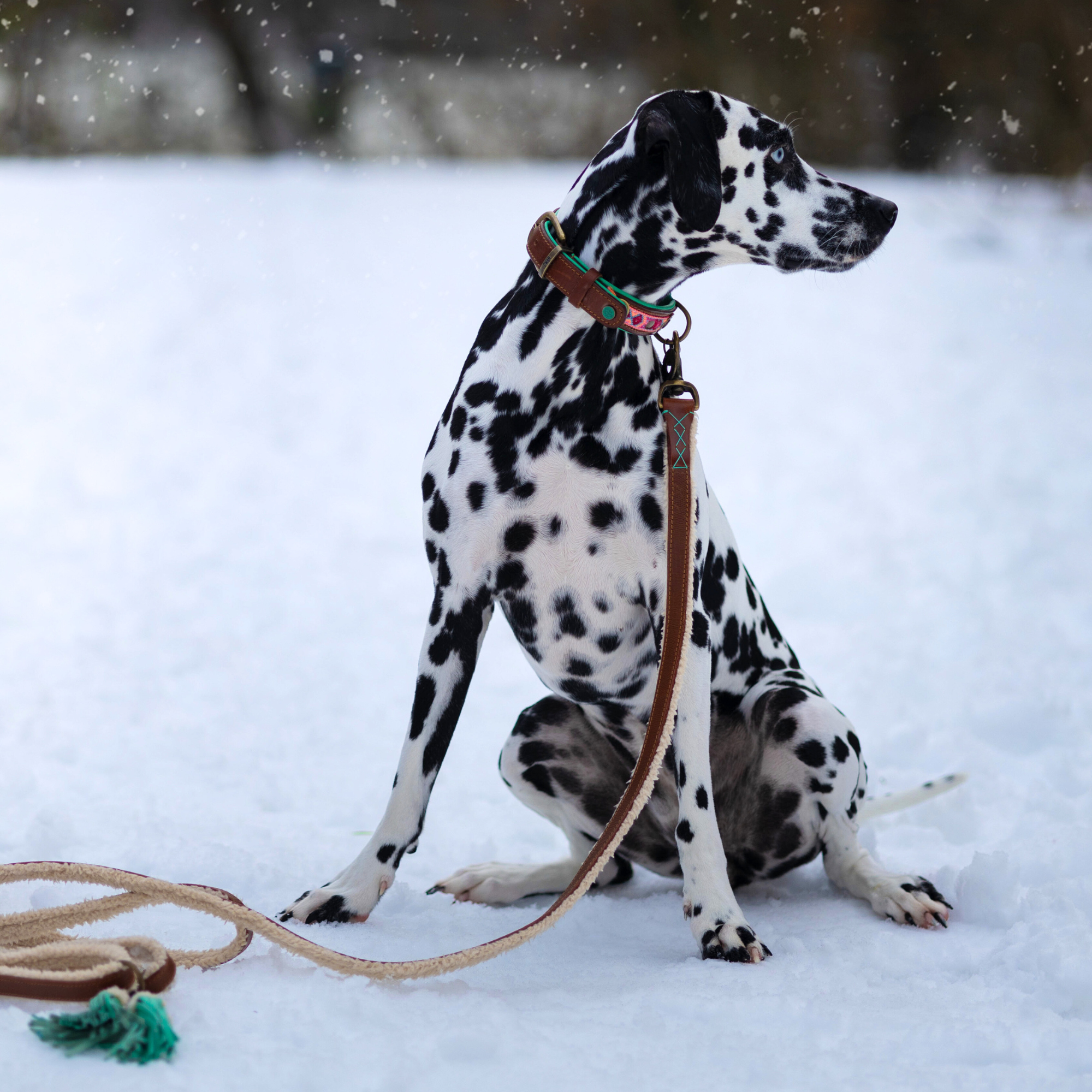 Teddy Hundeleine L (135 cm X 2,5 cm)