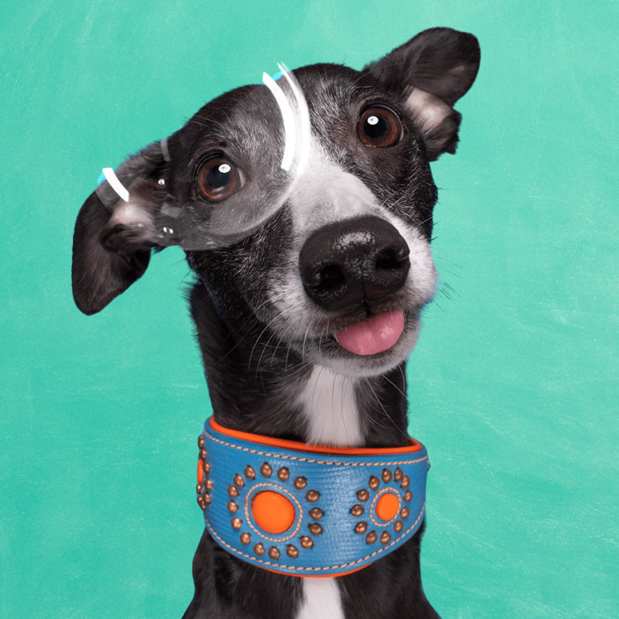 Jones Windhond Halsband S (Breedte 4 cm / Halsomvang 22 cm - 26,5 cm)