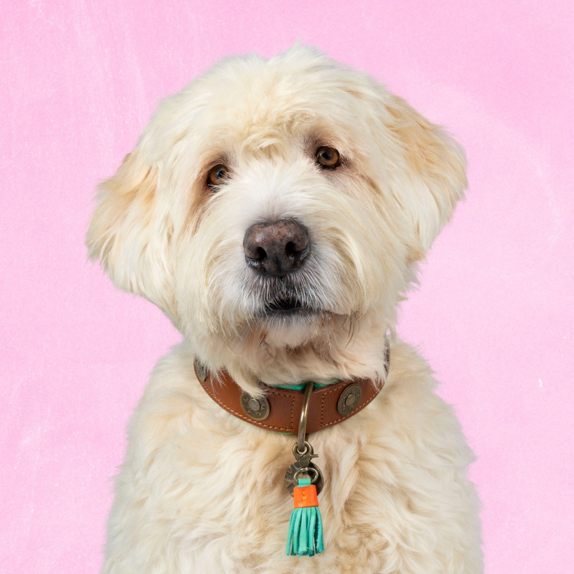 Leren hondenhalsband in bruin en groen met metalen studs en turquoise details van Dog with a Mission