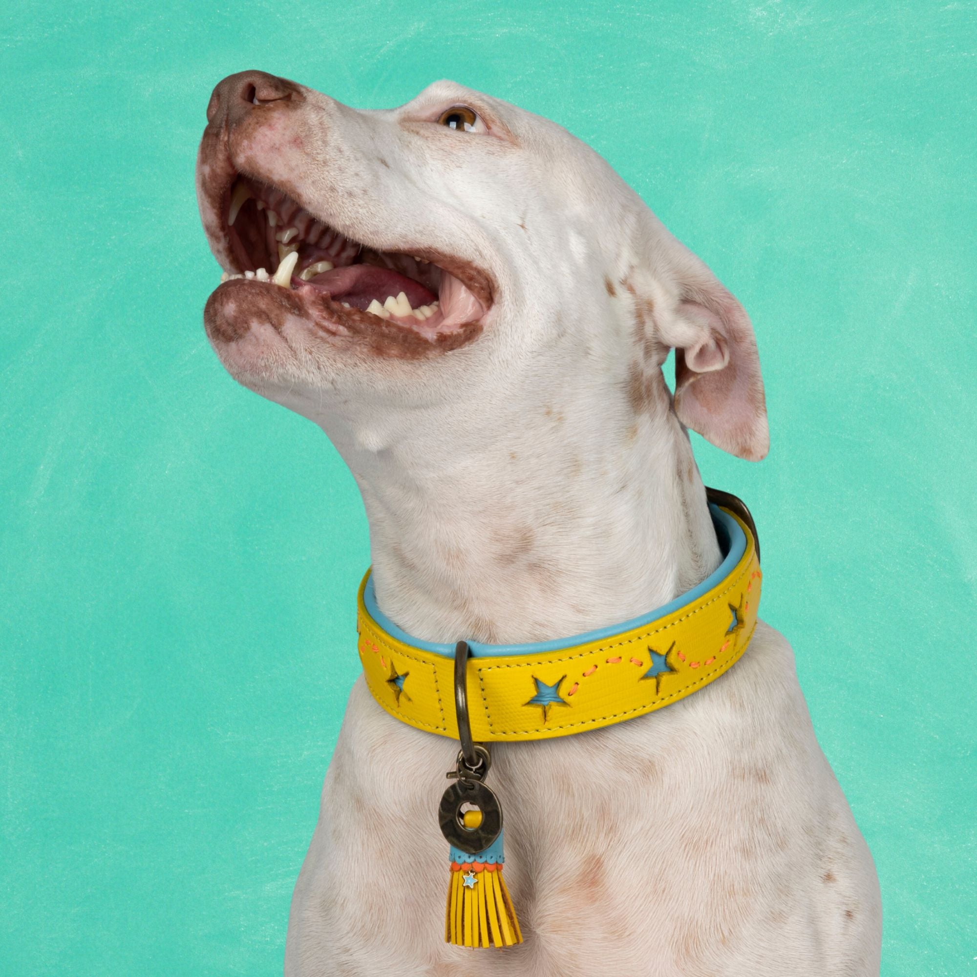 Leren hondenhalsband in geel en turquoise met sterren van Dog with a Mission
