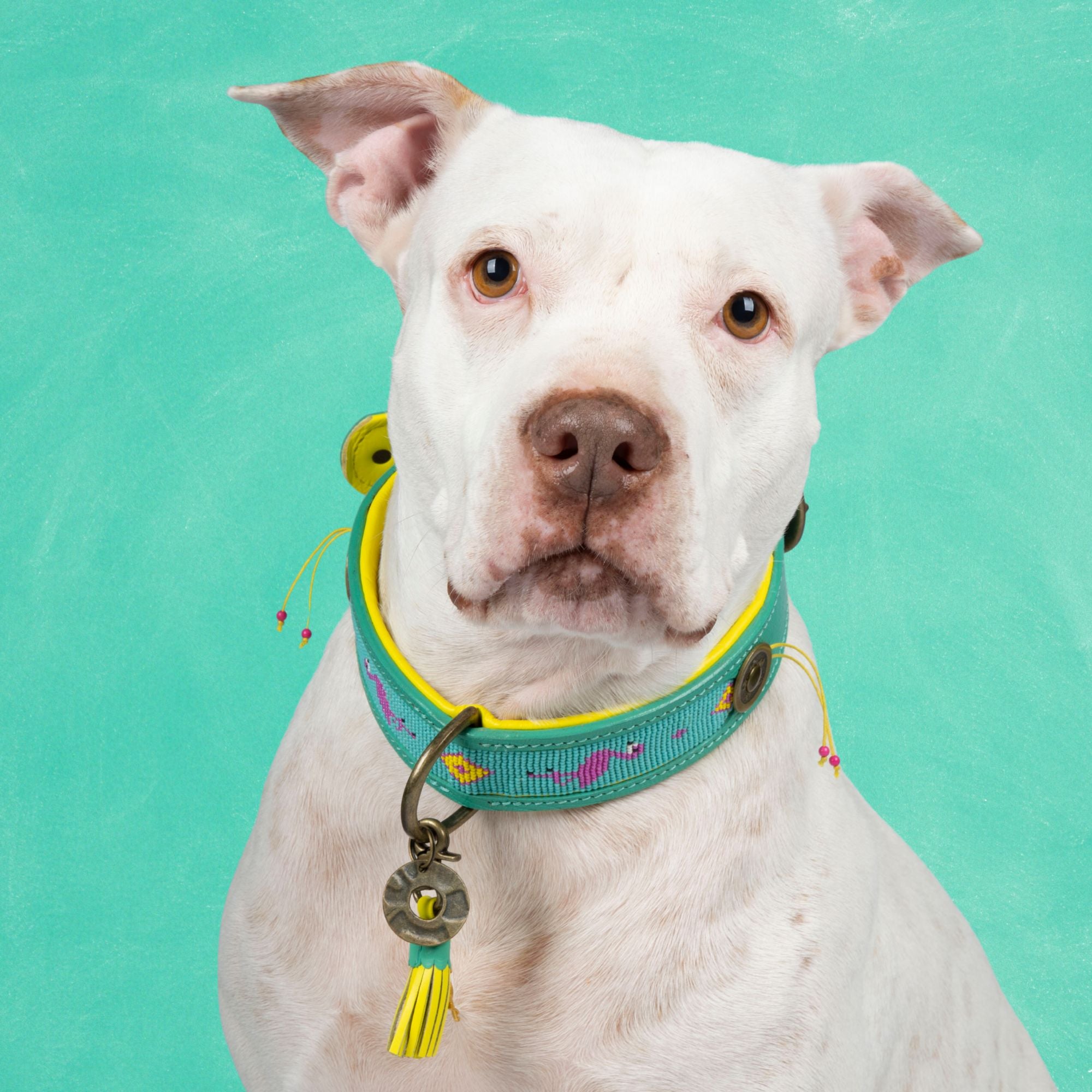 Leren hondenhalsband in turquoise en geel met kleurrijk kralenpatroon van Dog with a Mission