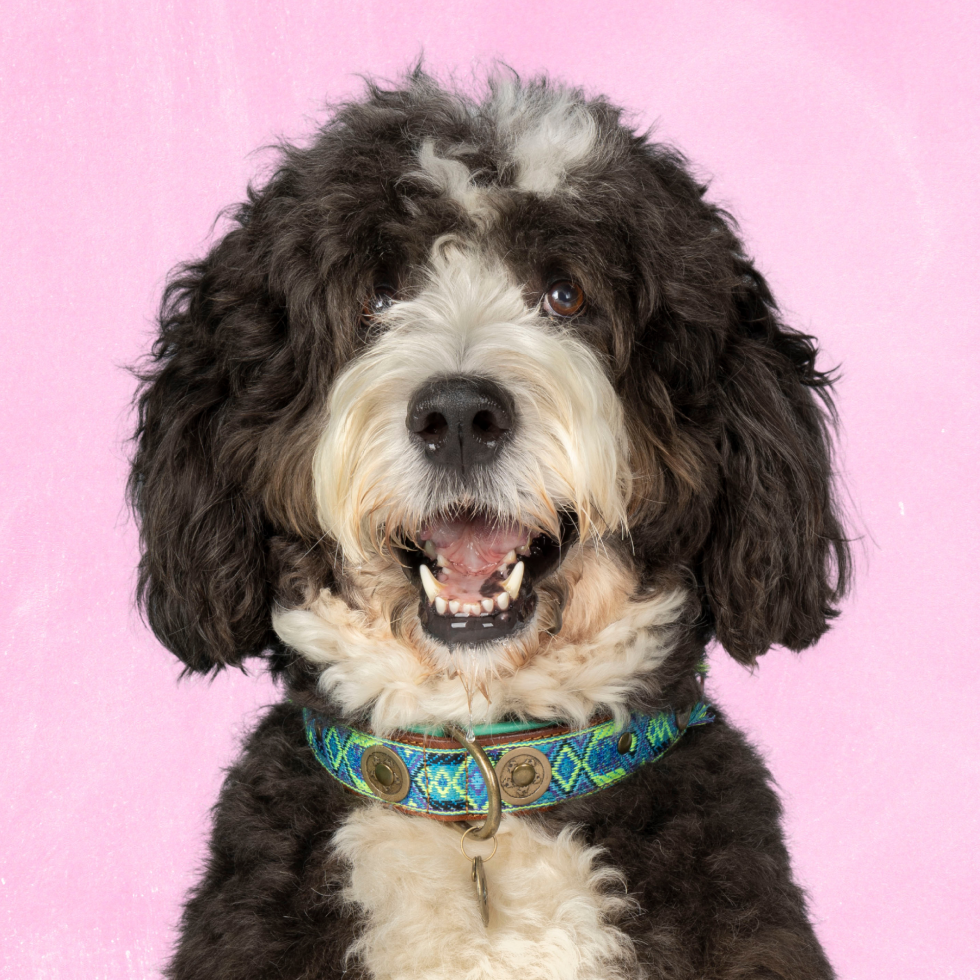 Boho Juan hondenhalsband XL op zeer grote hond met blauw accent