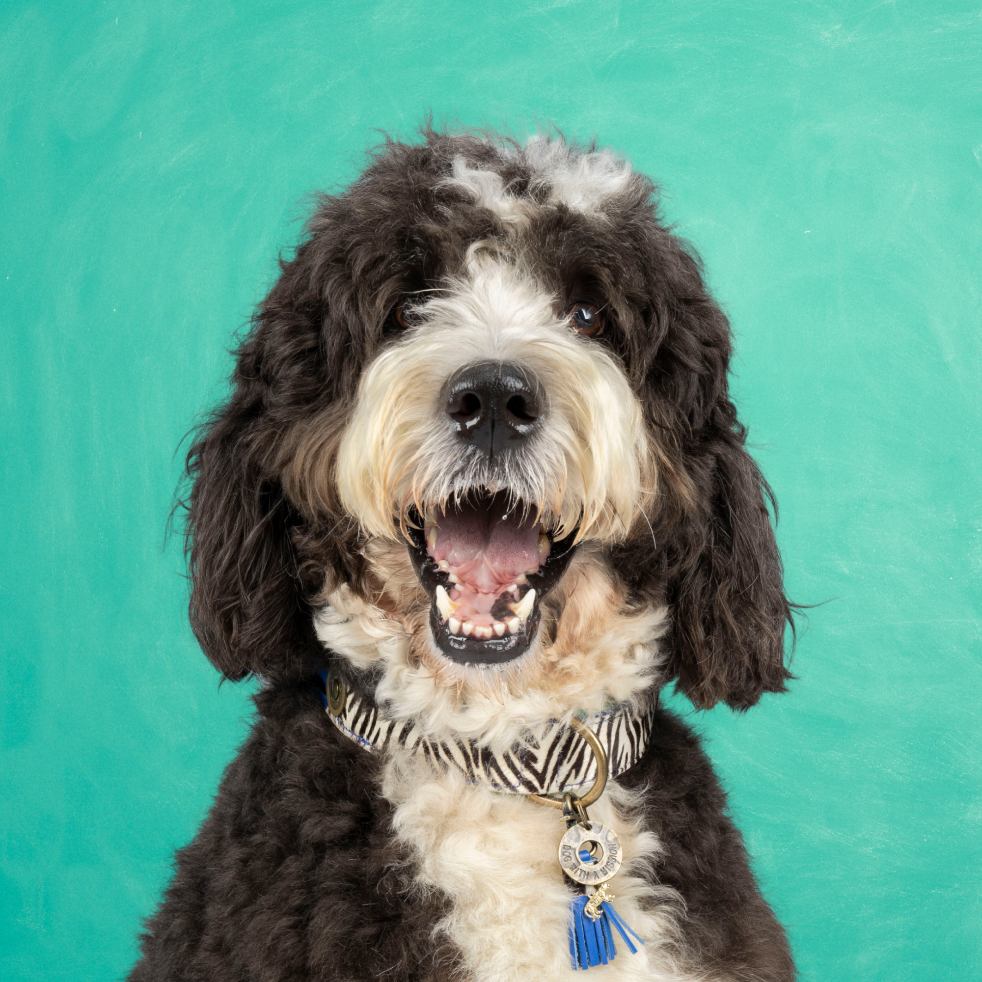 Dandy Dog Collar XL (Neck Size 47-57 cm / 4 cm)