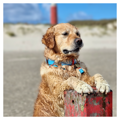 Dutchie Hundehalsband L (Halsumfang 38-47 cm / 4 cm)