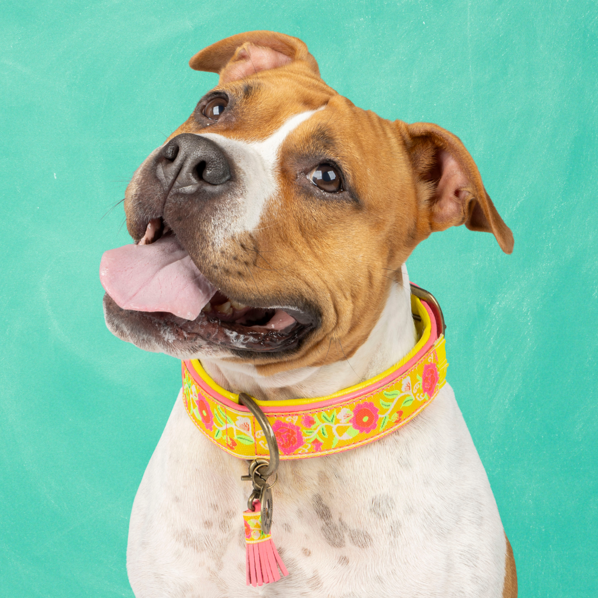 Lotus Hondenhalsband XL (Halsomvang 47-57 cm / 4 cm)