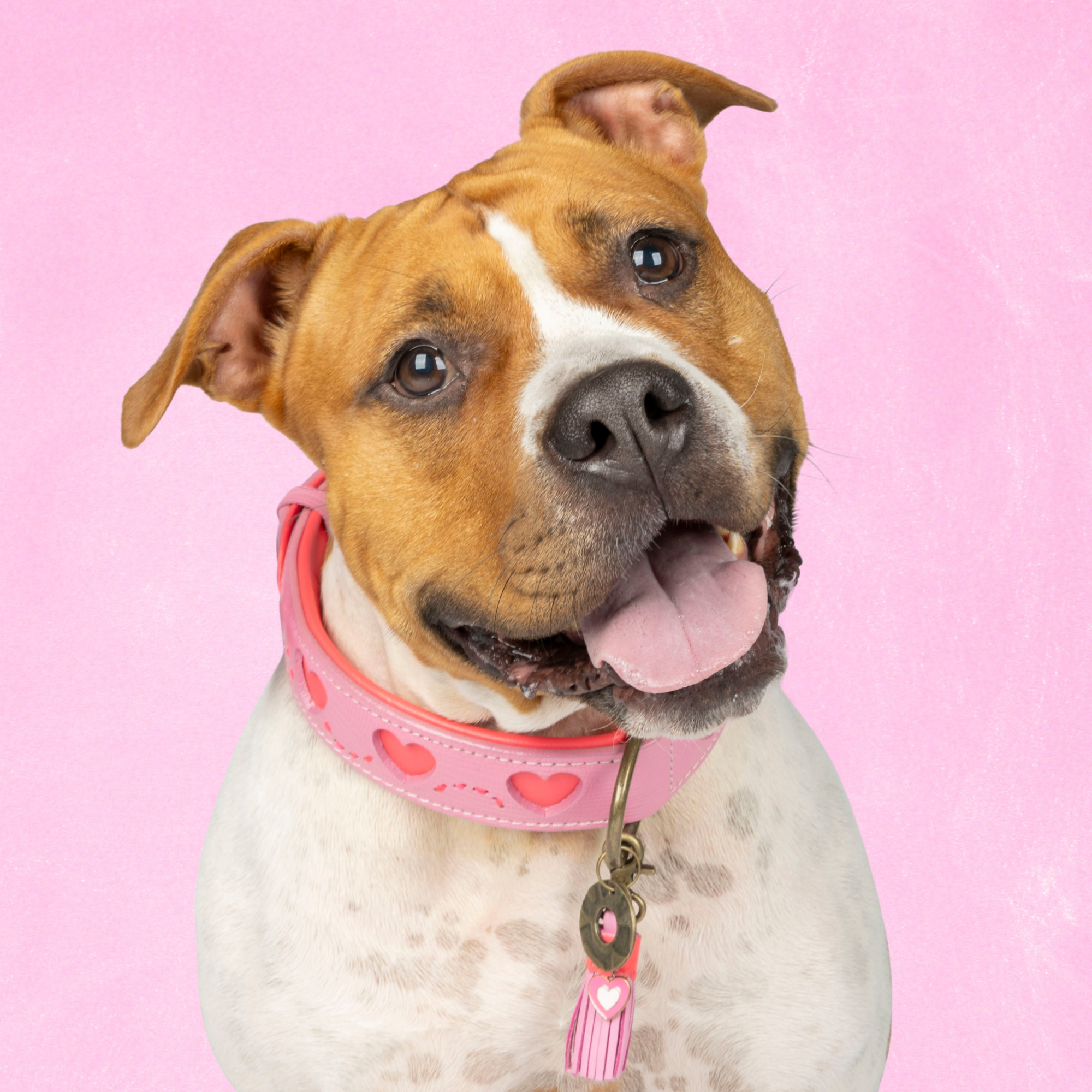 Sweety Dog Collar XL (Neck Size 47-57 cm / 4 cm)