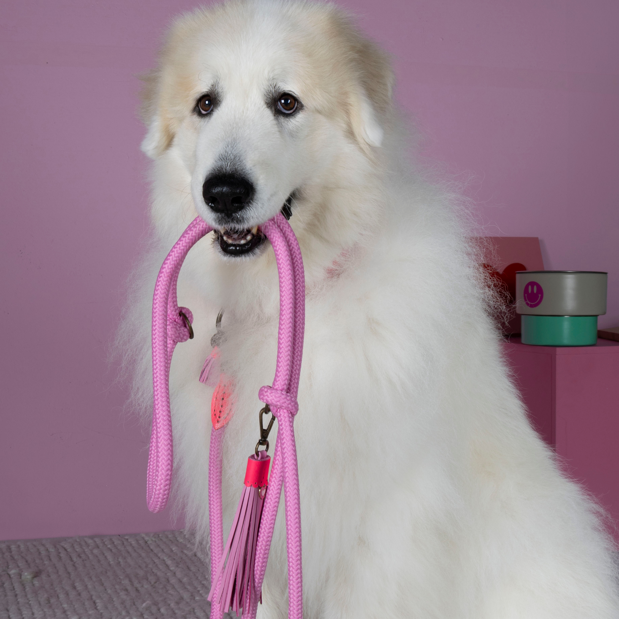 Sweety Hondenhalsband S (Halsomvang 30-33 cm / 2 cm)