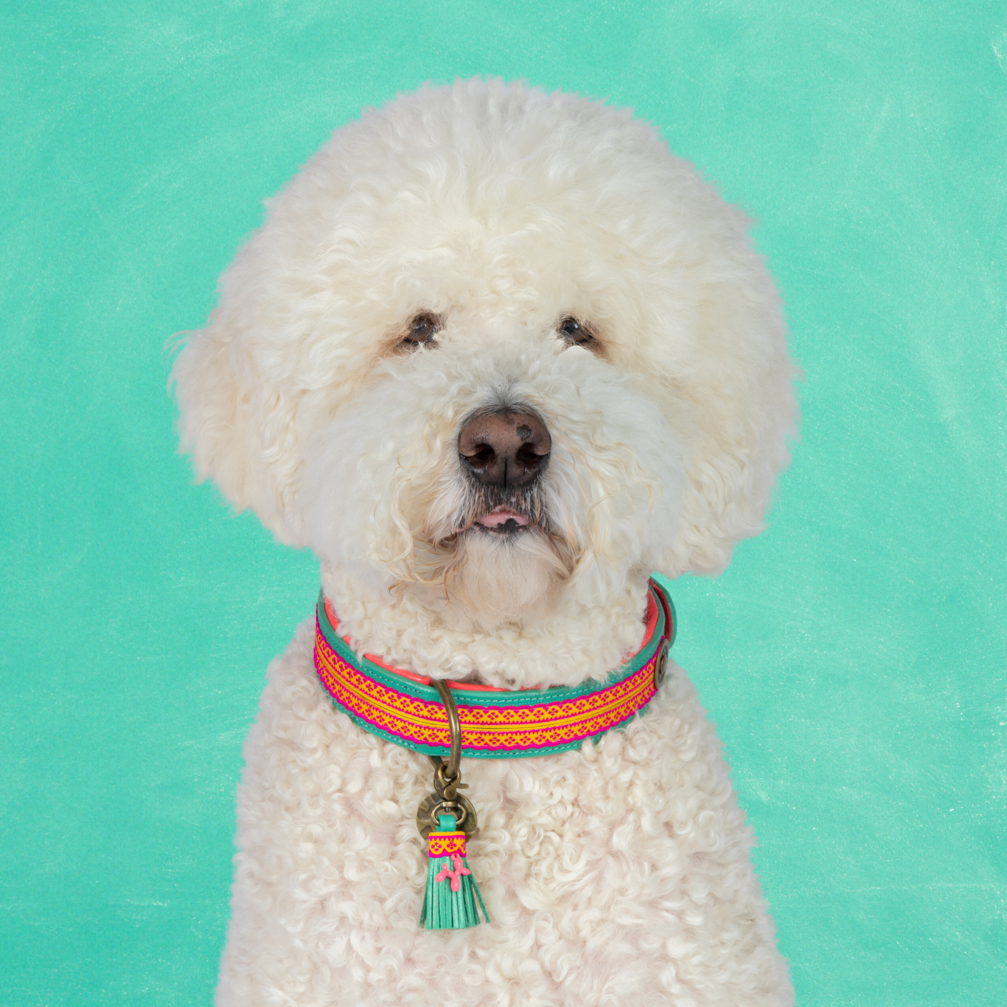 Maui hondenhalsband L in turquoise buffelleer met hot pink ribbon en messing gesp, 4 cm breed – Dog with a Mission