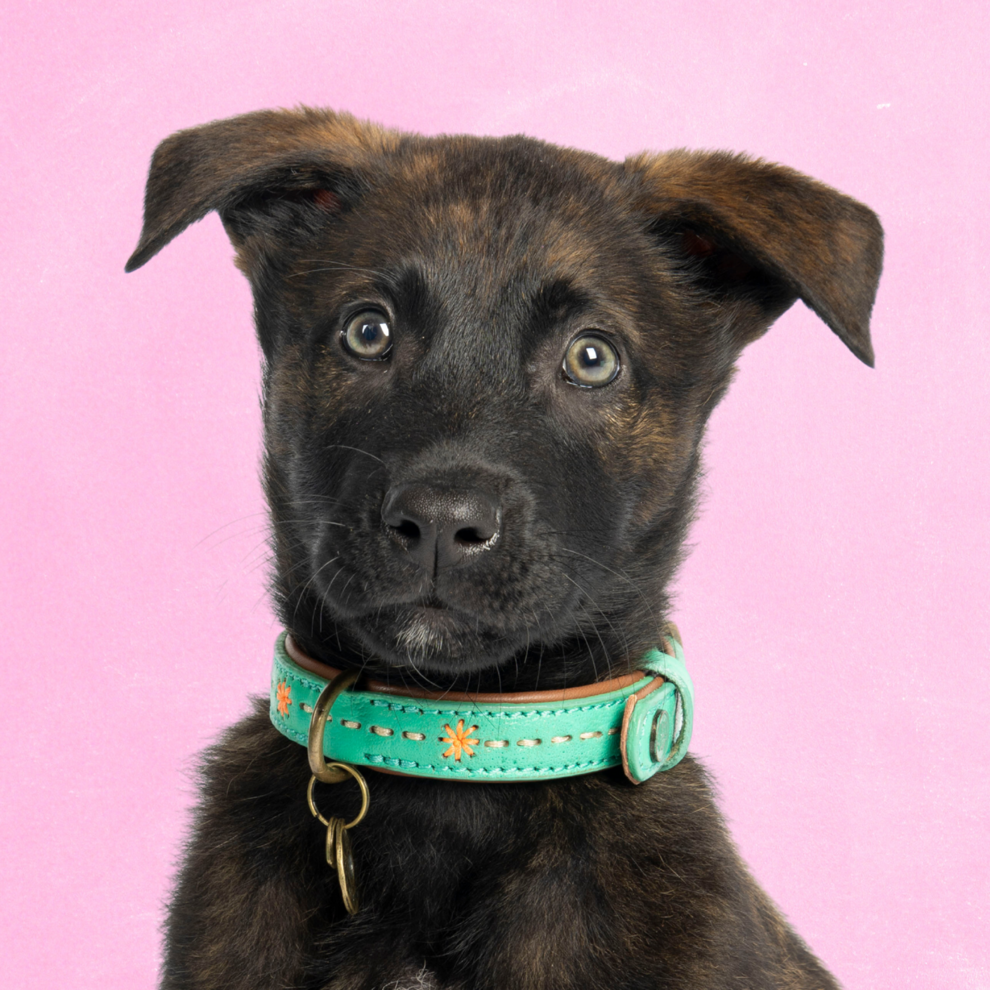 Urban Janis Dog Collar XS (Neck Size 23-29 cm / 2 cm)