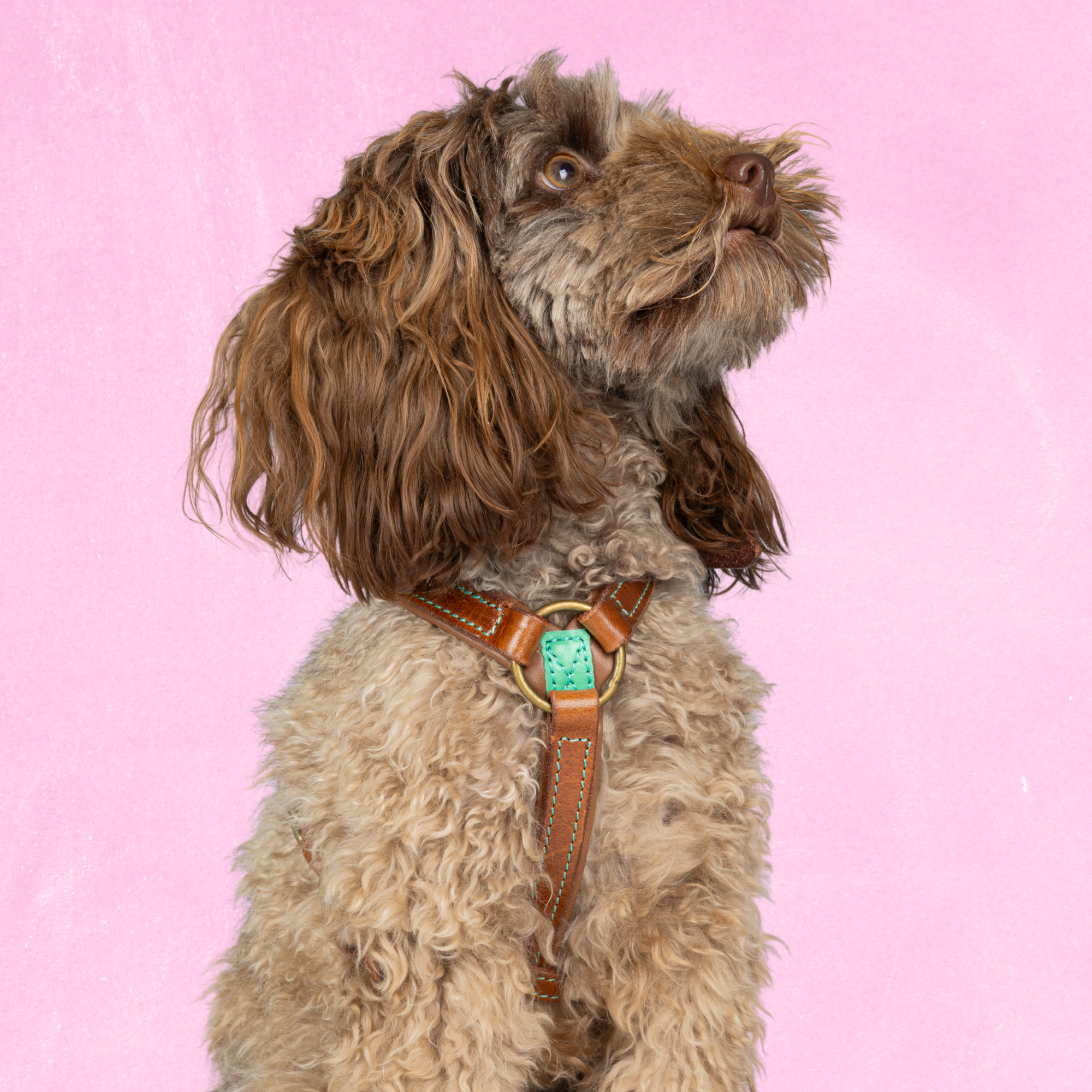 Boho Rosa Tuigje XS (35,5-44 cm)