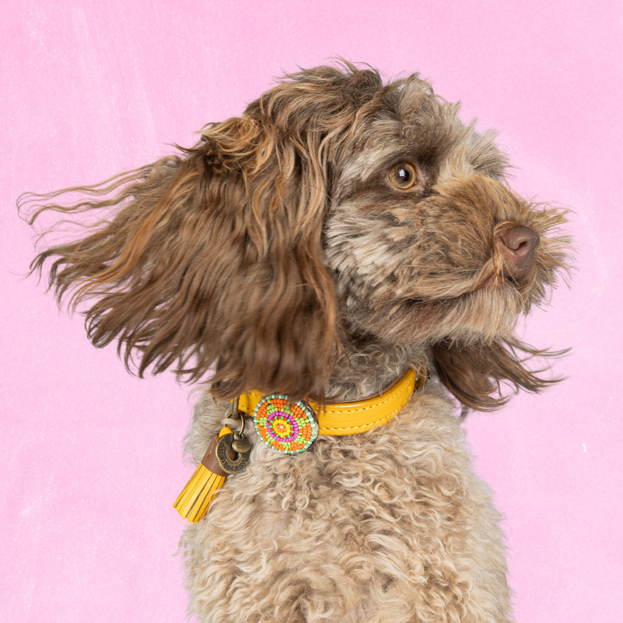 New York Yankee Hondenhalsband XS ( Halsomvang 23-29 cm / 2 cm)