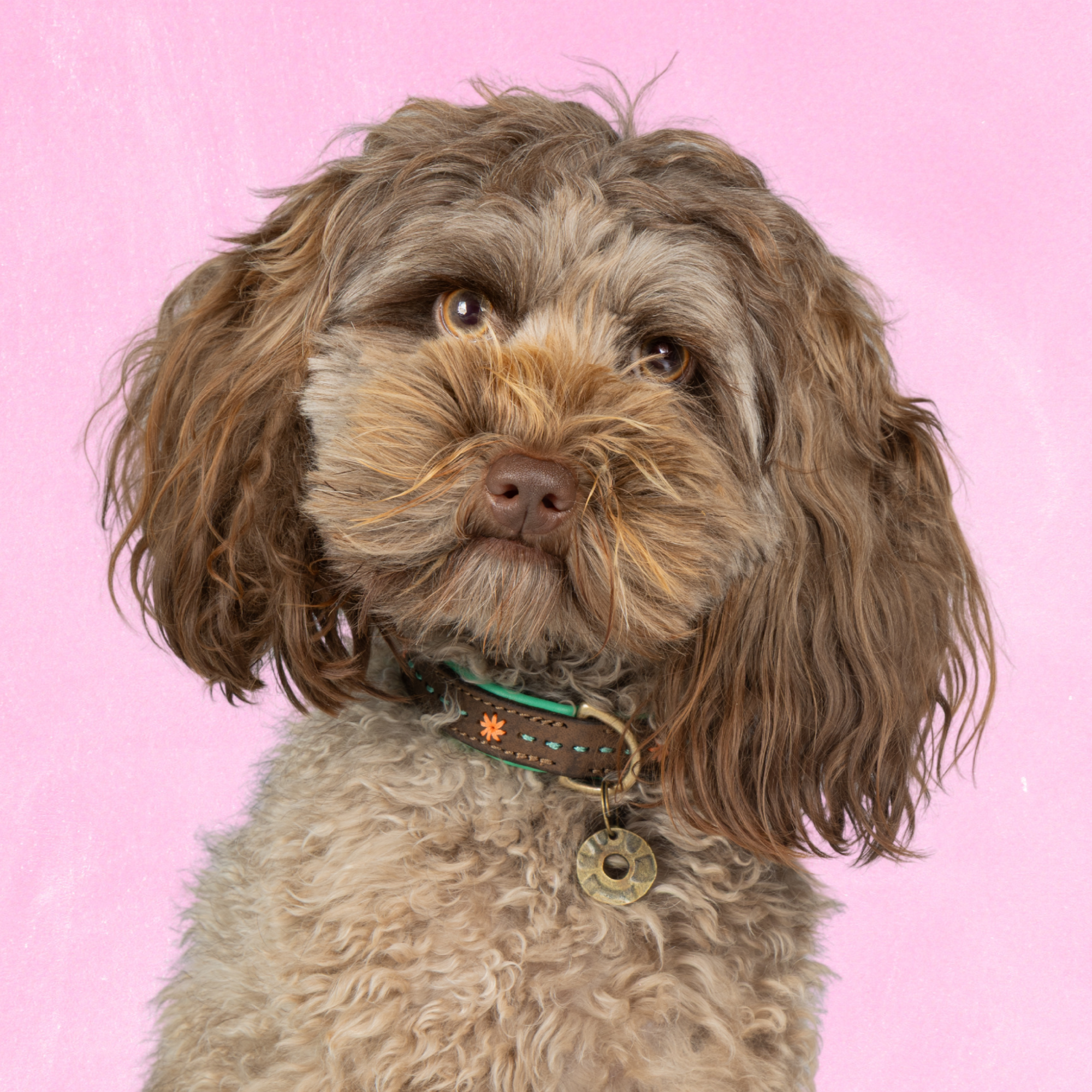 Leren hondenhalsband in bruin met turquoise accenten en oranje bloemdetail van Dog with a Mission