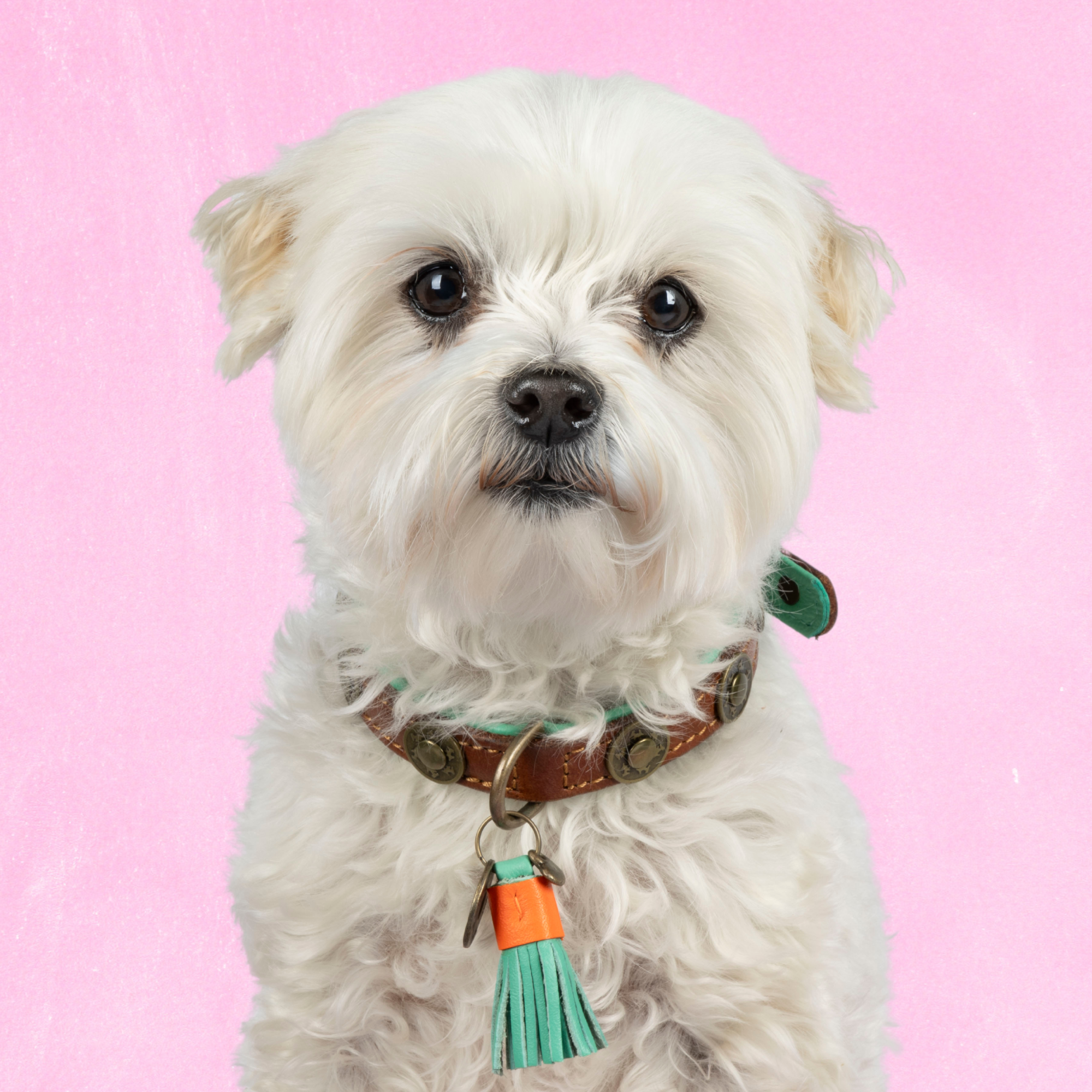 Leren hondenhalsband in bruin met turquoise kwastje van Dog with a Mission