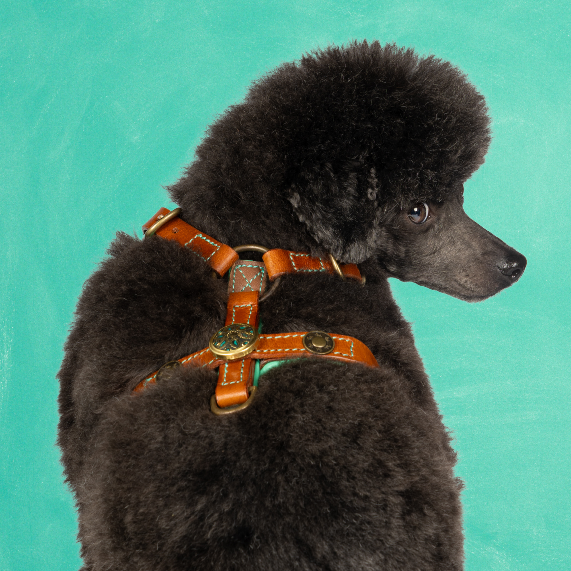 Leren hondentuigje in bruin met turquoise details en medaillons van Dog with a Mission