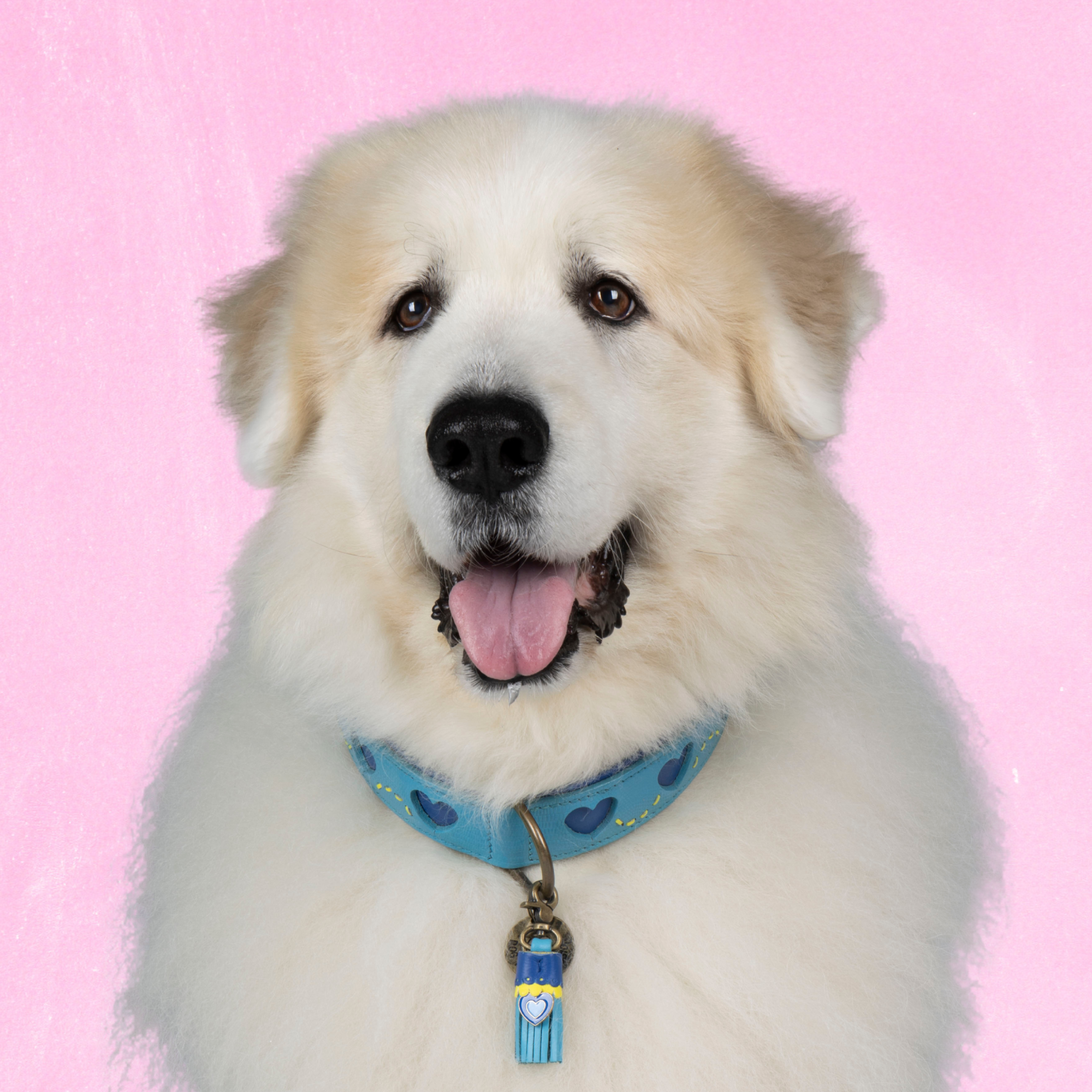 Leren hondenhalsband in blauw met gele details van Dog with a Mission