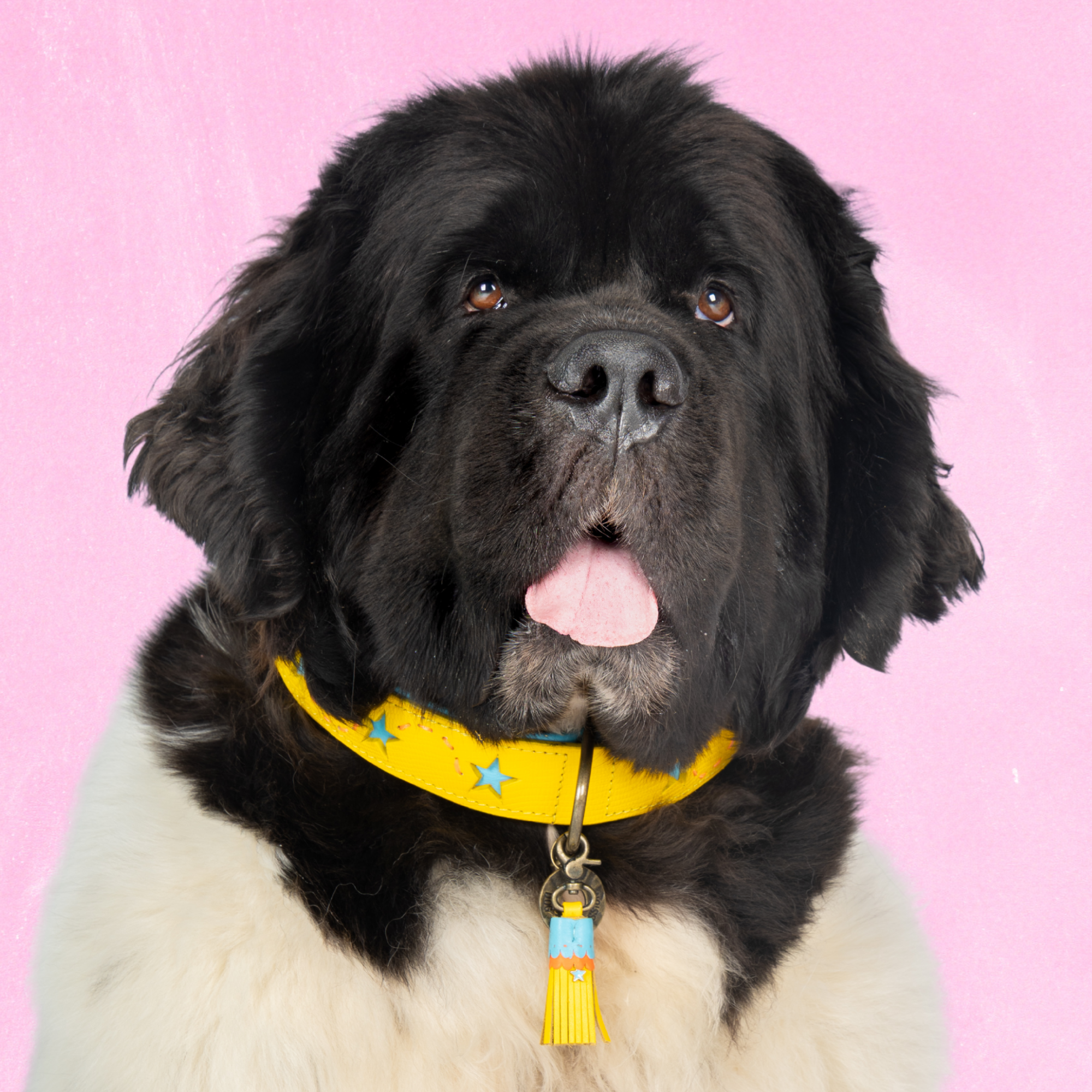 Leren hondenhalsband in geel met uitgesneden blauwe sterren en geel kwastje van Dog with a Mission