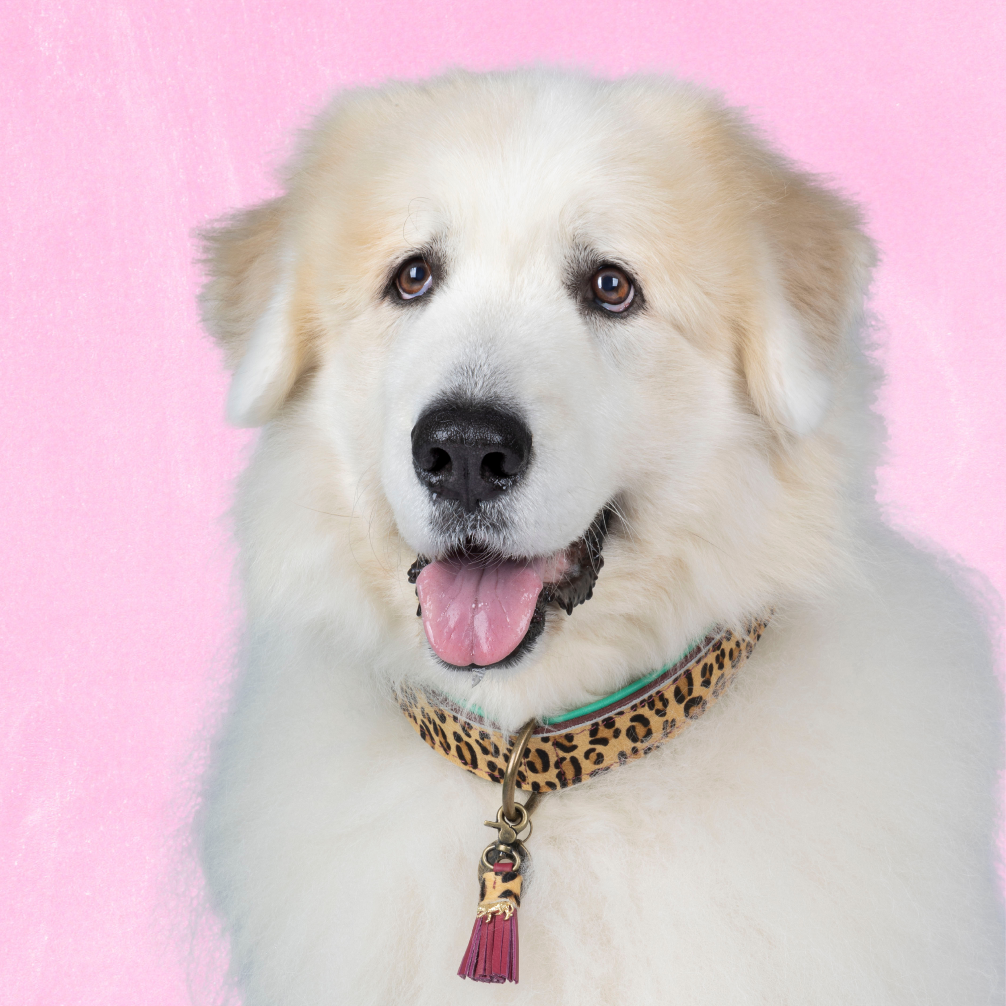 Lou Lou bordeaux rode hondenhalsband XXL met luxe panterprint - premium leer voor zeer grote honden