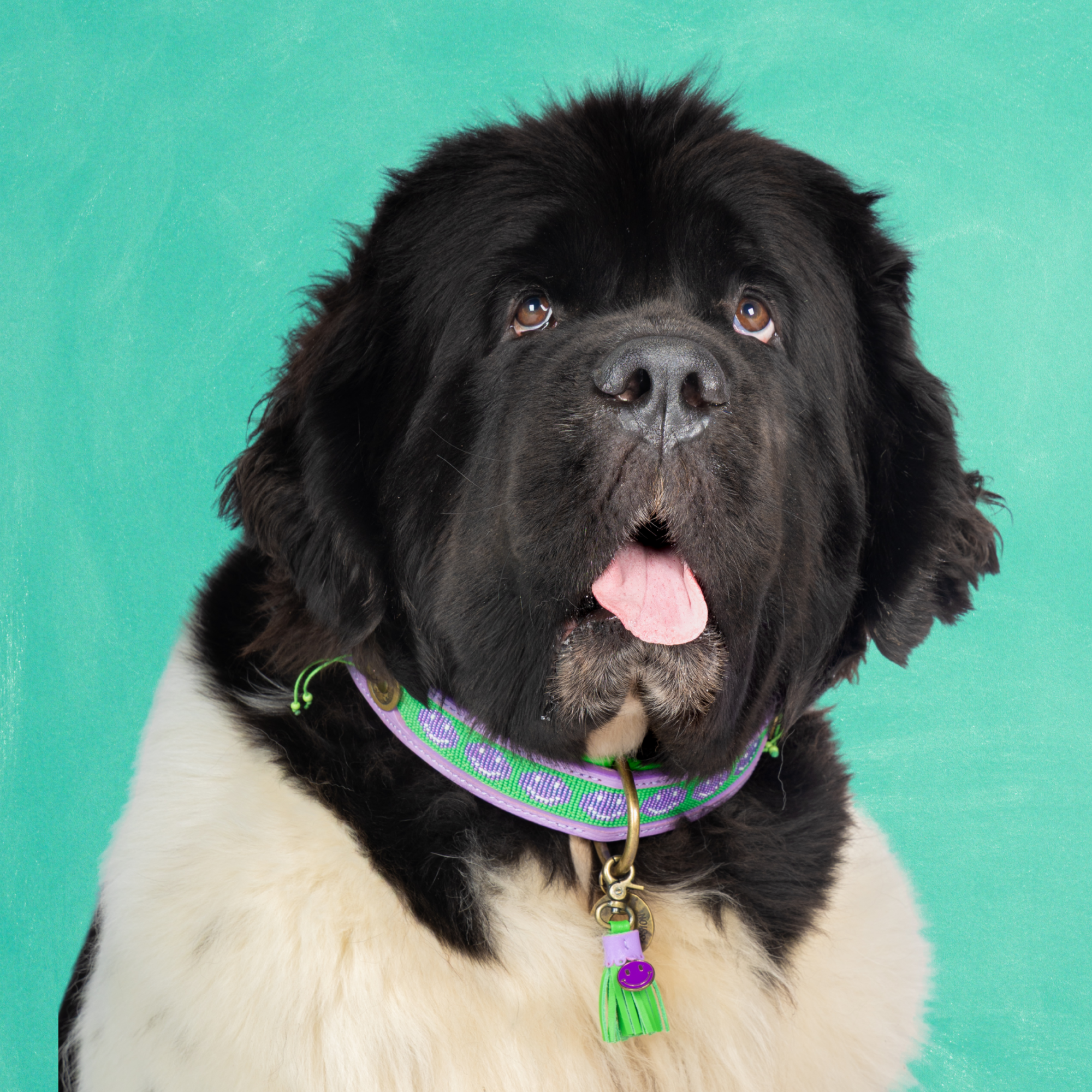 Leren hondenhalsband in paars en groen met paarse smileys en groen kwastje van Dog with a Mission